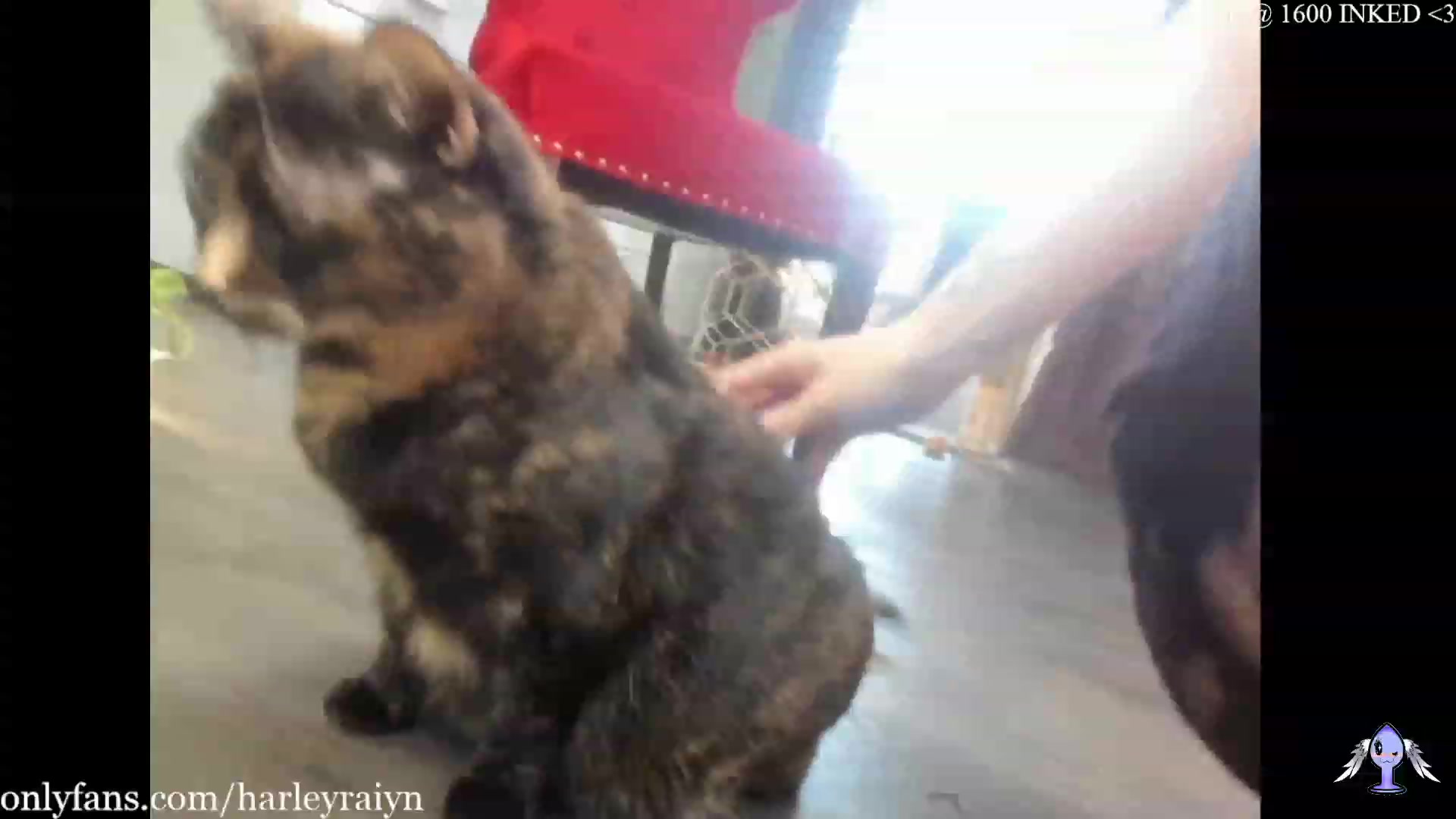 Gallery image thumbnail from harley_raiyn's myfreecams stream on, 03/17/2023, 22:19 image 16 of 20