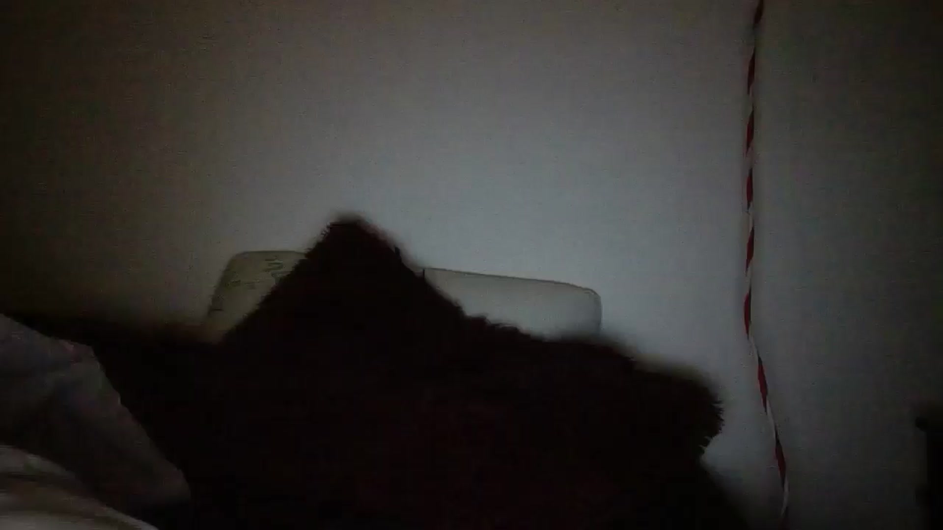 Gallery image thumbnail from hornyhippiexx's myfreecams stream on, 01/01/2025, 15:33 image 20 of 20