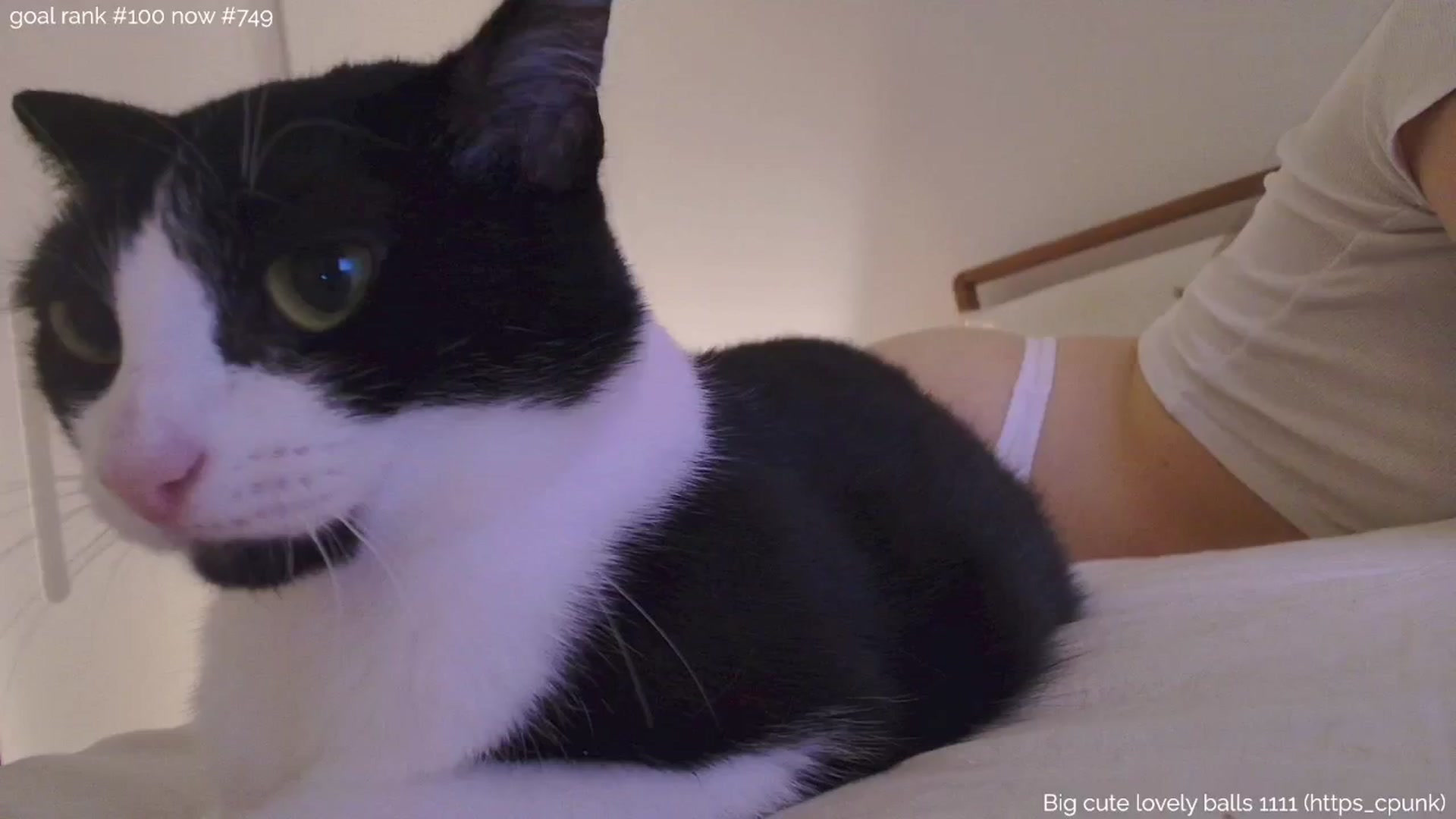 Gallery image thumbnail from https_sophie's myfreecams stream on, 08/08/2025, 01:32 image 17 of 20