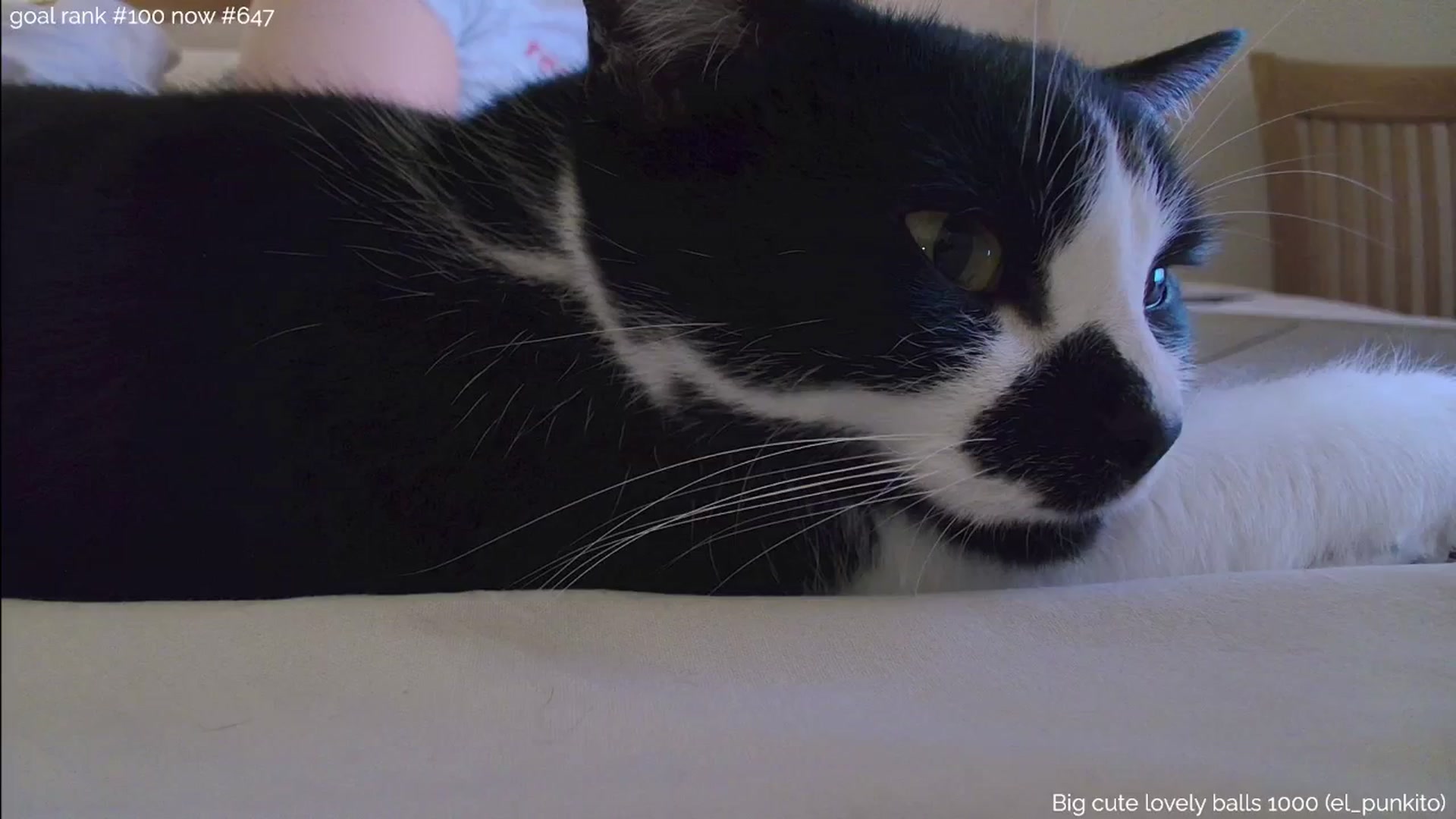 Gallery image thumbnail from https_sophie's myfreecams stream on, 11/13/2025, 22:58 image 16 of 20