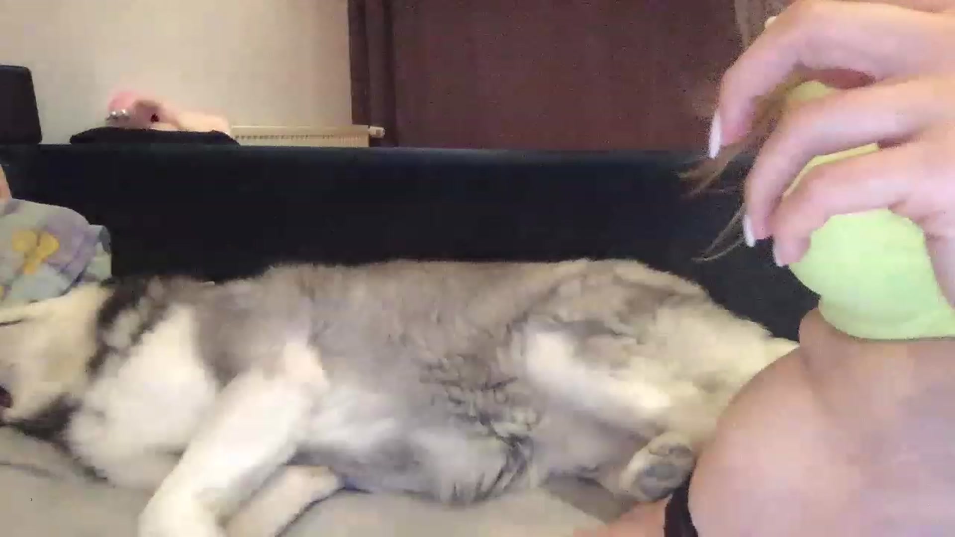 Gallery image thumbnail from itwasnt_me's myfreecams stream on, 08/14/2023, 01:55 image 2 of 20