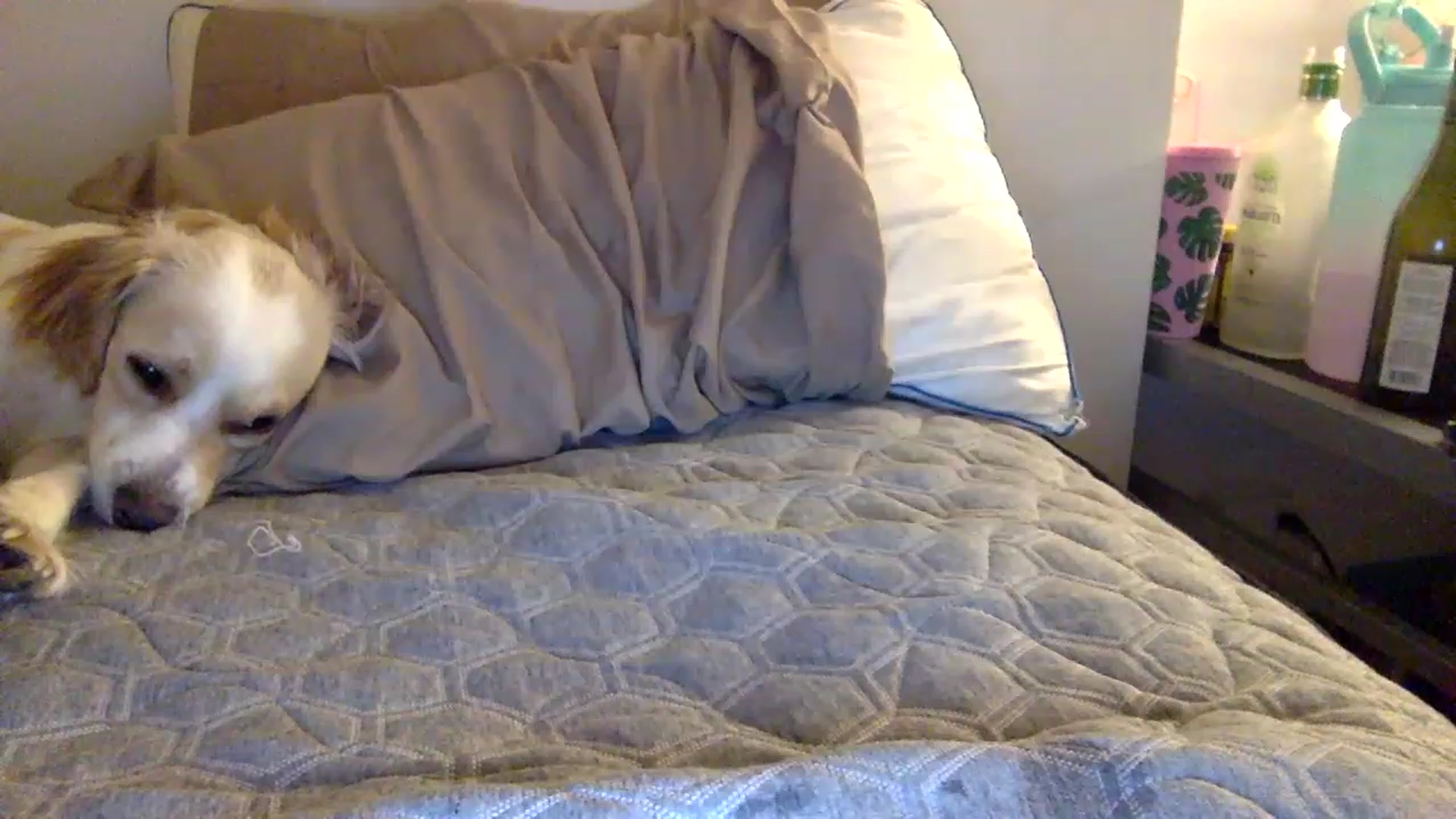 Gallery image thumbnail from kaaate01's myfreecams stream on, 04/17/2023, 03:43 image 5 of 20
