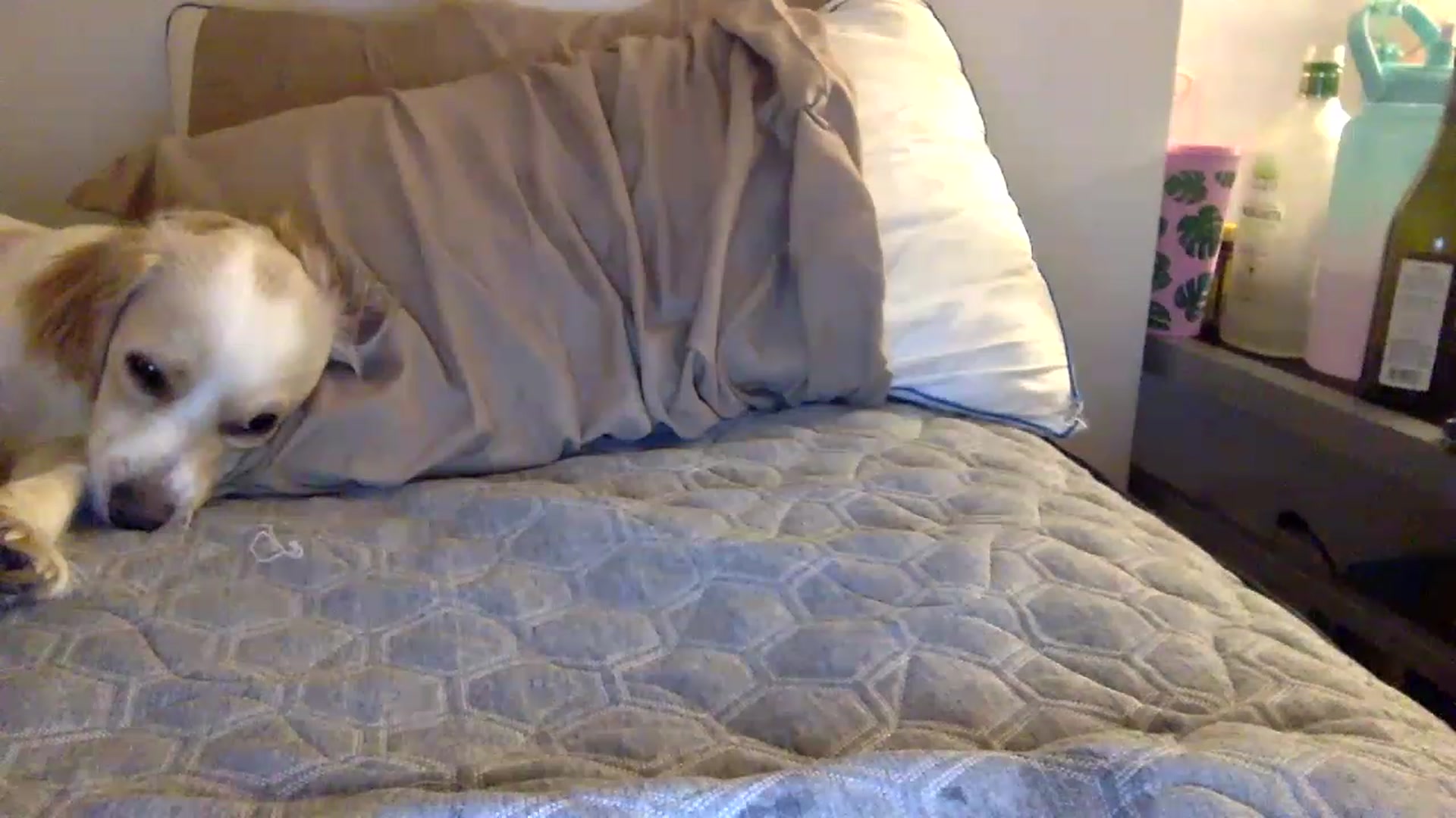 Gallery image thumbnail from kaaate01's myfreecams stream on, 04/17/2023, 03:43 image 4 of 20