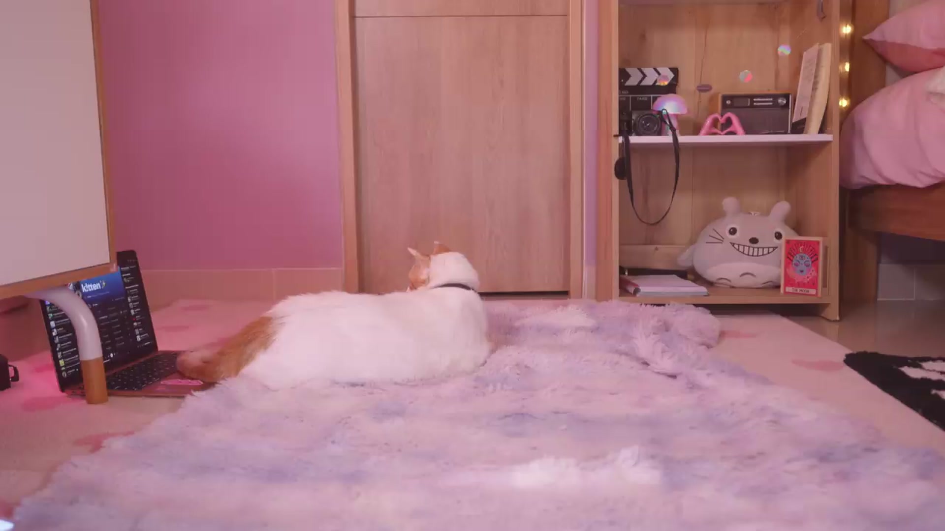 Gallery image thumbnail from kittennmoon's myfreecams stream on, 07/23/2026, 02:54 image 18 of 20