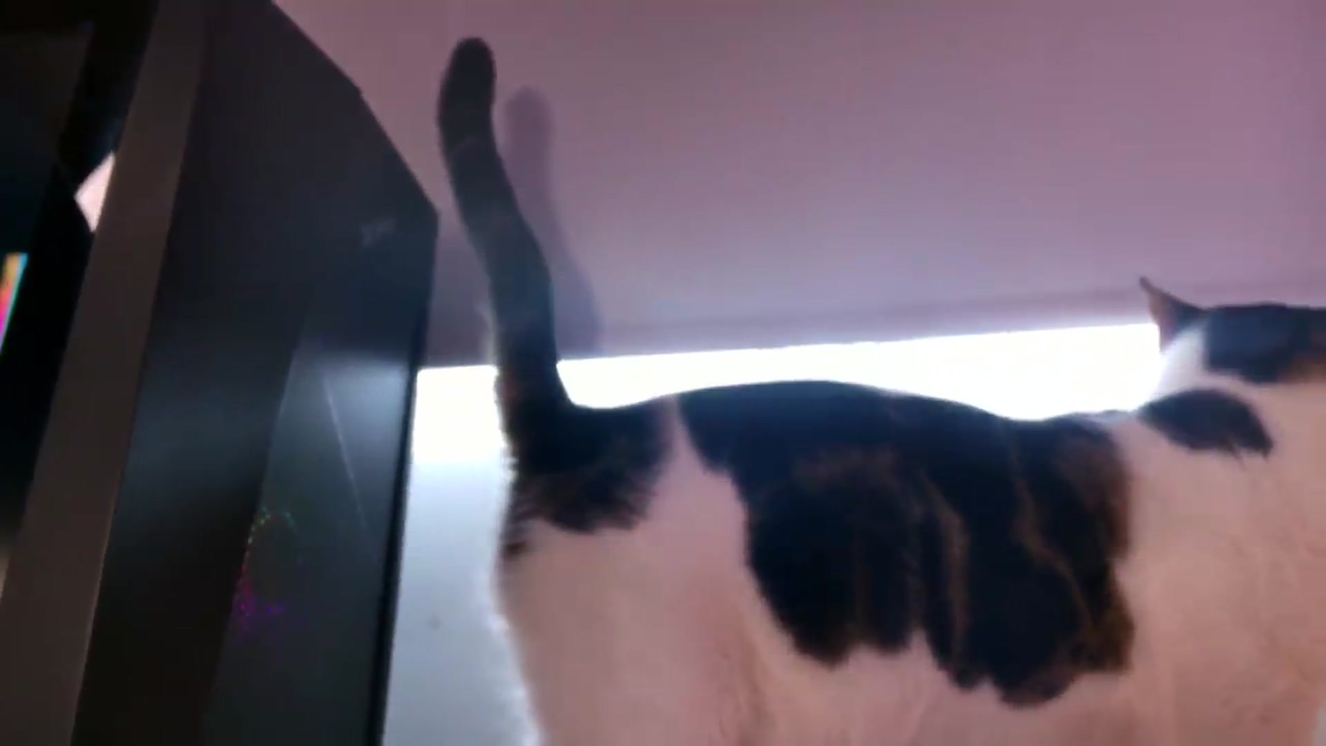 Gallery image thumbnail from kittieEVIL's myfreecams stream on, 08/26/2026, 19:27 image 19 of 20