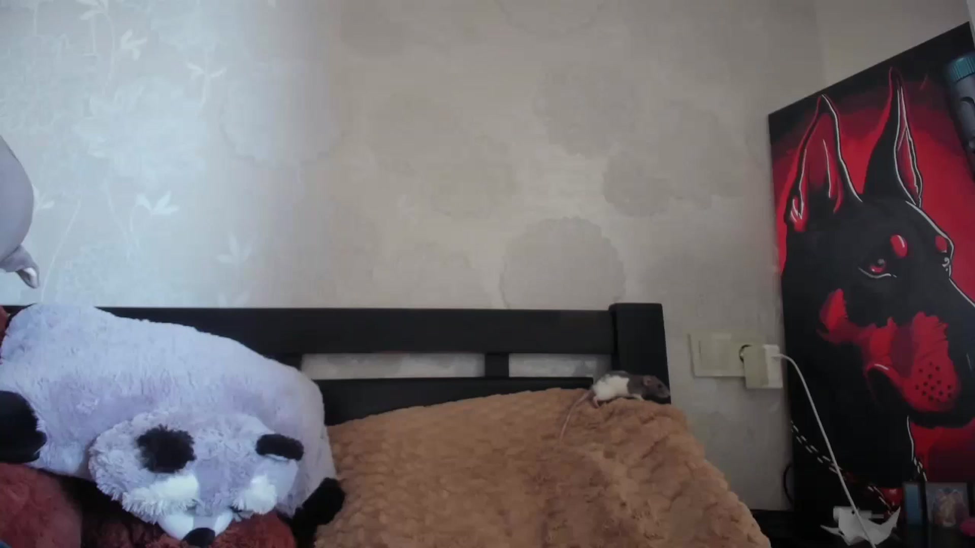 Gallery image thumbnail from laurensaenz's myfreecams stream on, 03/18/2026, 08:22 image 13 of 20