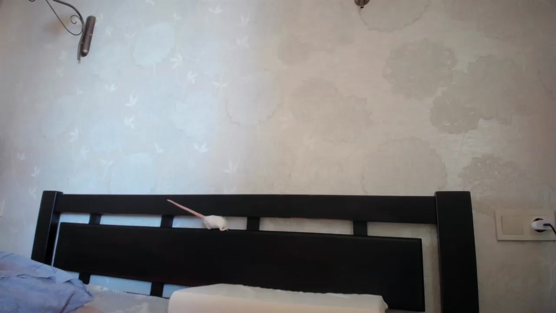 Gallery image thumbnail from laurensaenz's myfreecams stream on, 05/26/2026, 06:40 image 15 of 20