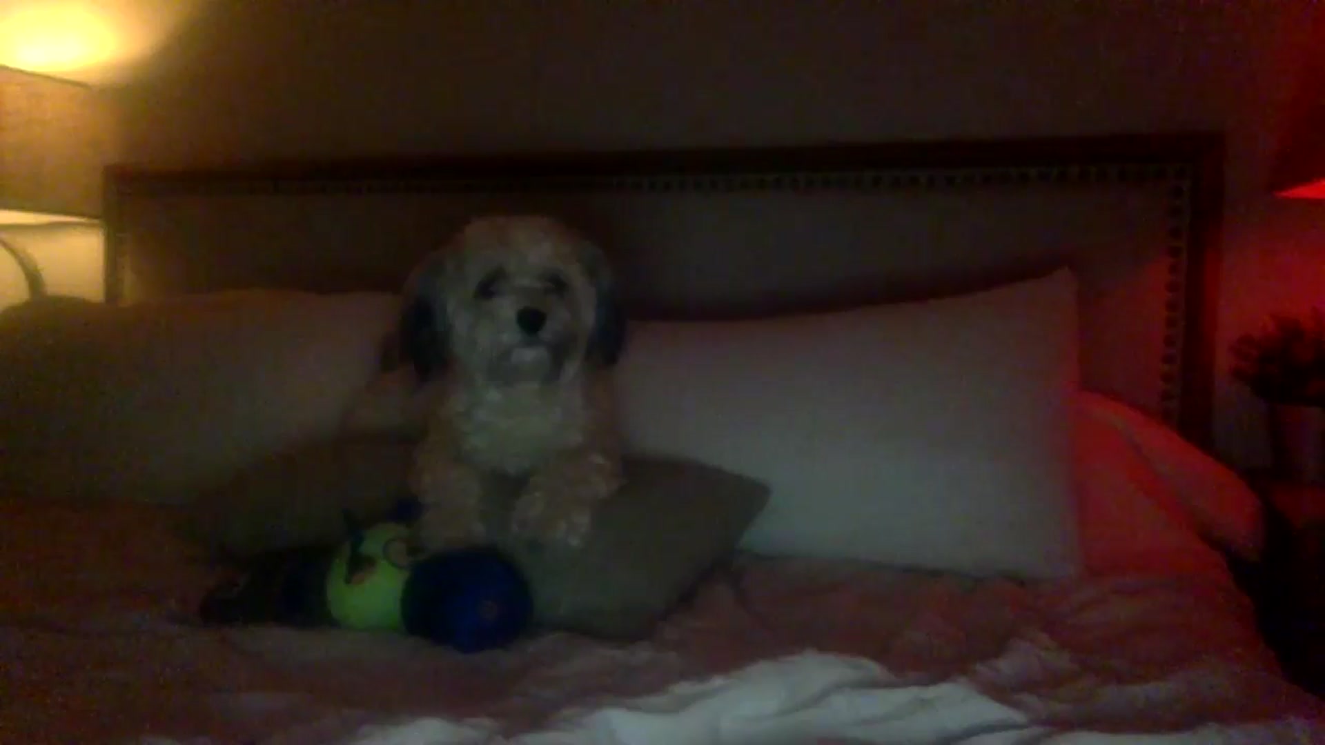 Gallery image thumbnail from lingerieyoga's myfreecams stream on, 09/10/2024, 06:03 image 8 of 20