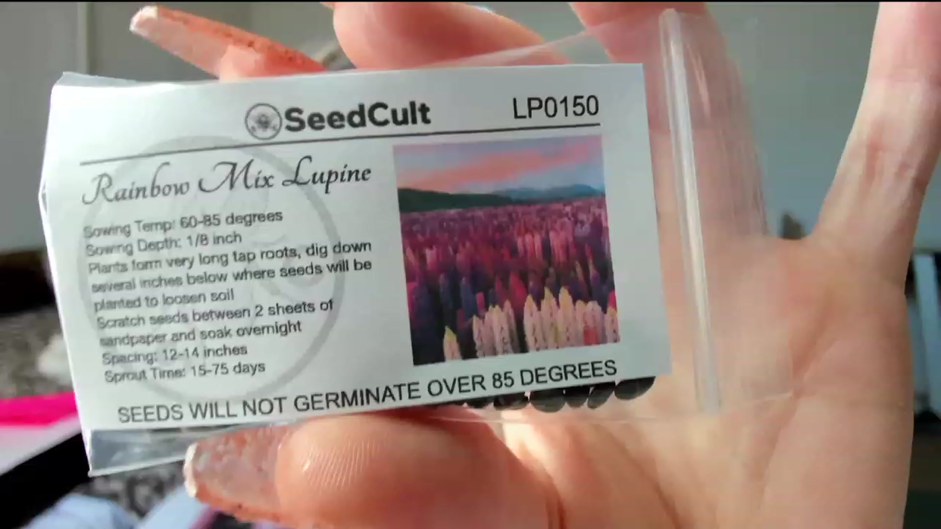 Gallery image thumbnail from lolypopbubble's myfreecams stream on, 02/21/2024, 21:03 image 14 of 20