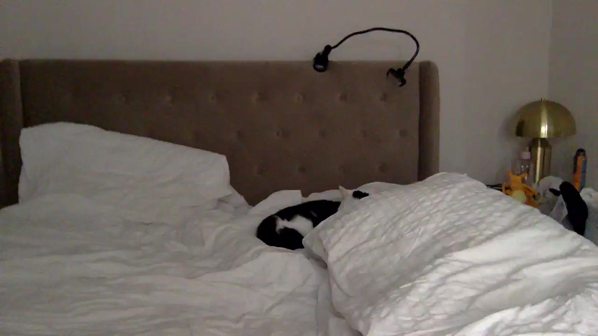 Gallery image thumbnail from louisezus's myfreecams stream on, 10/13/2025, 12:36 image 4 of 20