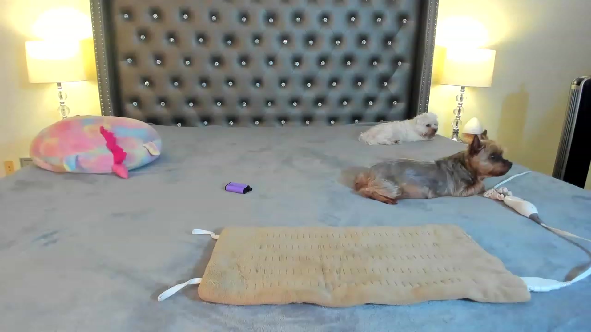 Gallery image thumbnail from lyllla's myfreecams stream on, 11/22/2022, 03:49 image 9 of 20