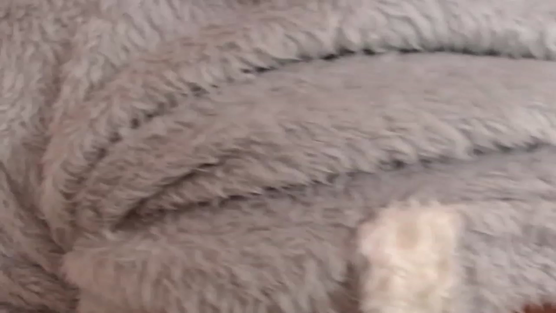 Gallery image thumbnail from meowm's myfreecams stream on, 12/22/2022, 09:53 image 1 of 20