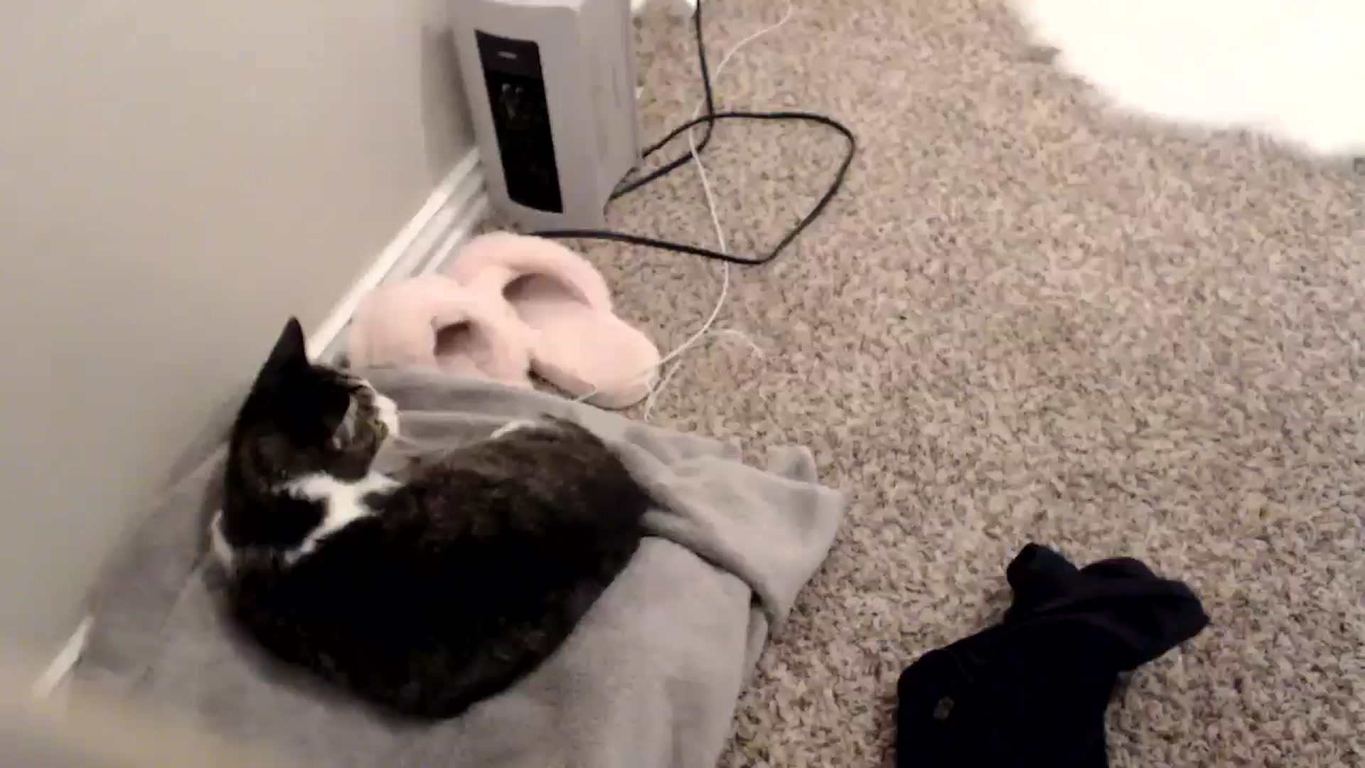 Gallery image thumbnail from moon_lina's myfreecams stream on, 11/25/2025, 10:39 image 9 of 20