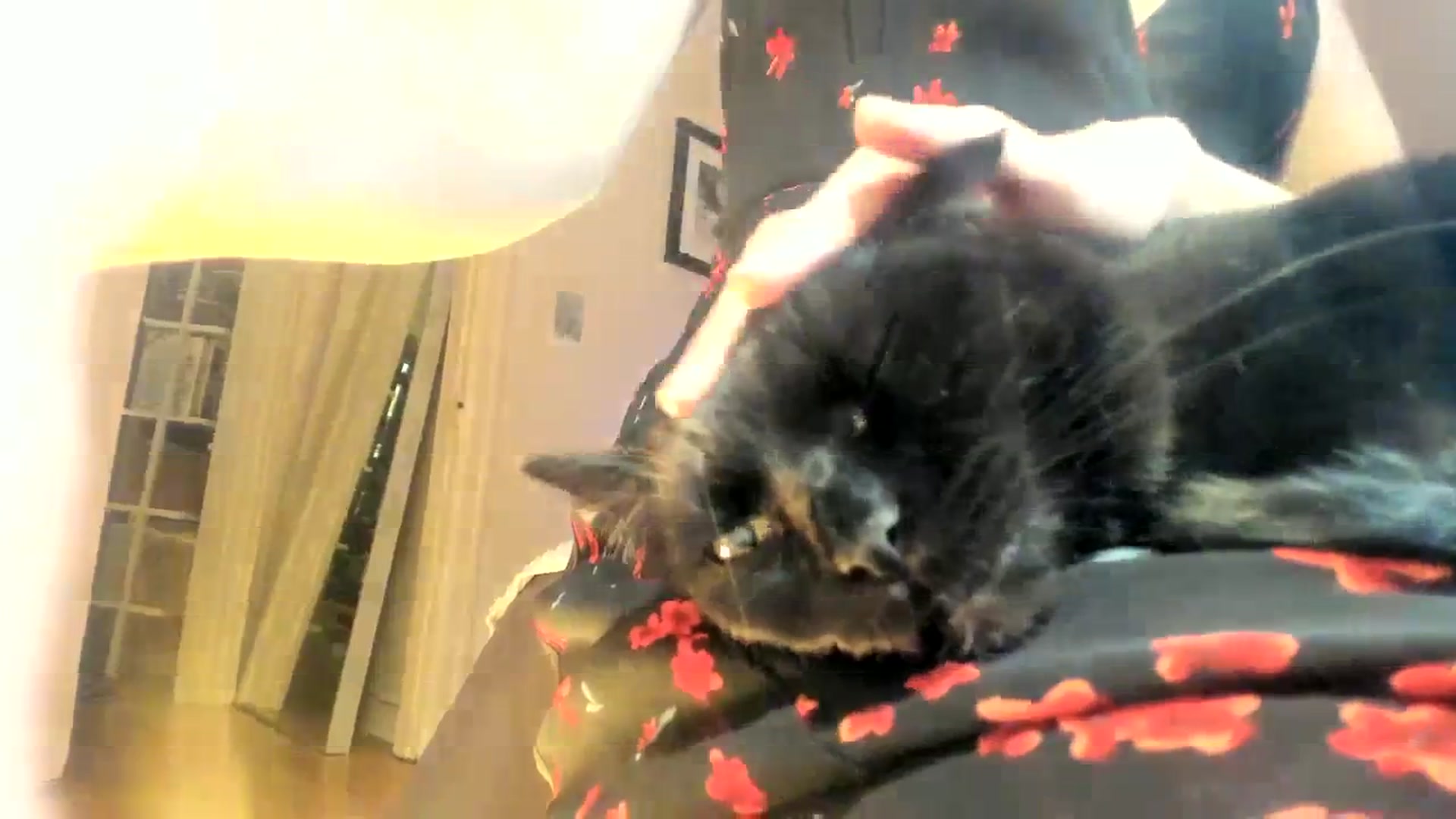 Gallery image thumbnail from muffinmoon's myfreecams stream on, 11/27/2023, 08:22 image 2 of 20