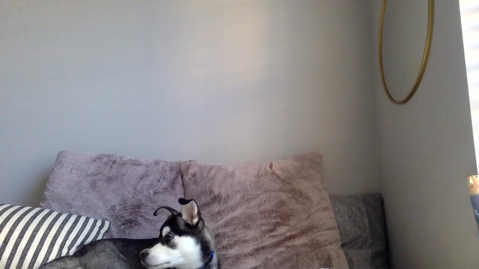 Gallery image thumbnail from p_alaska's myfreecams stream on, 03/08/2023, 13:33 image 14 of 20