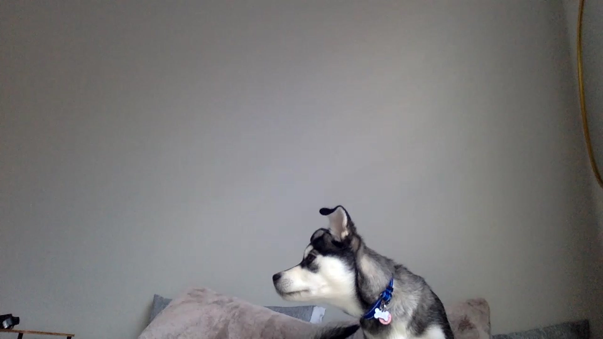 Gallery image thumbnail from p_alaska's myfreecams stream on, 03/16/2023, 14:44 image 2 of 20