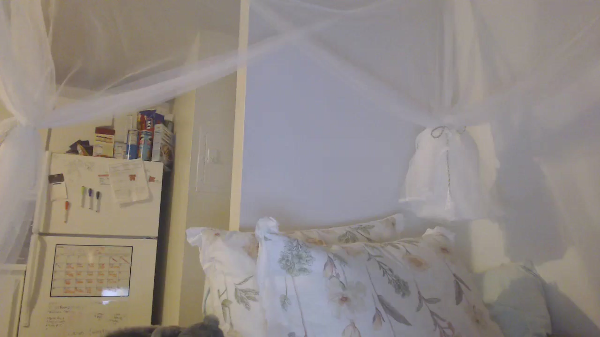 Gallery image thumbnail from paloma_grey's myfreecams stream on, 09/19/2023, 10:41 image 2 of 20