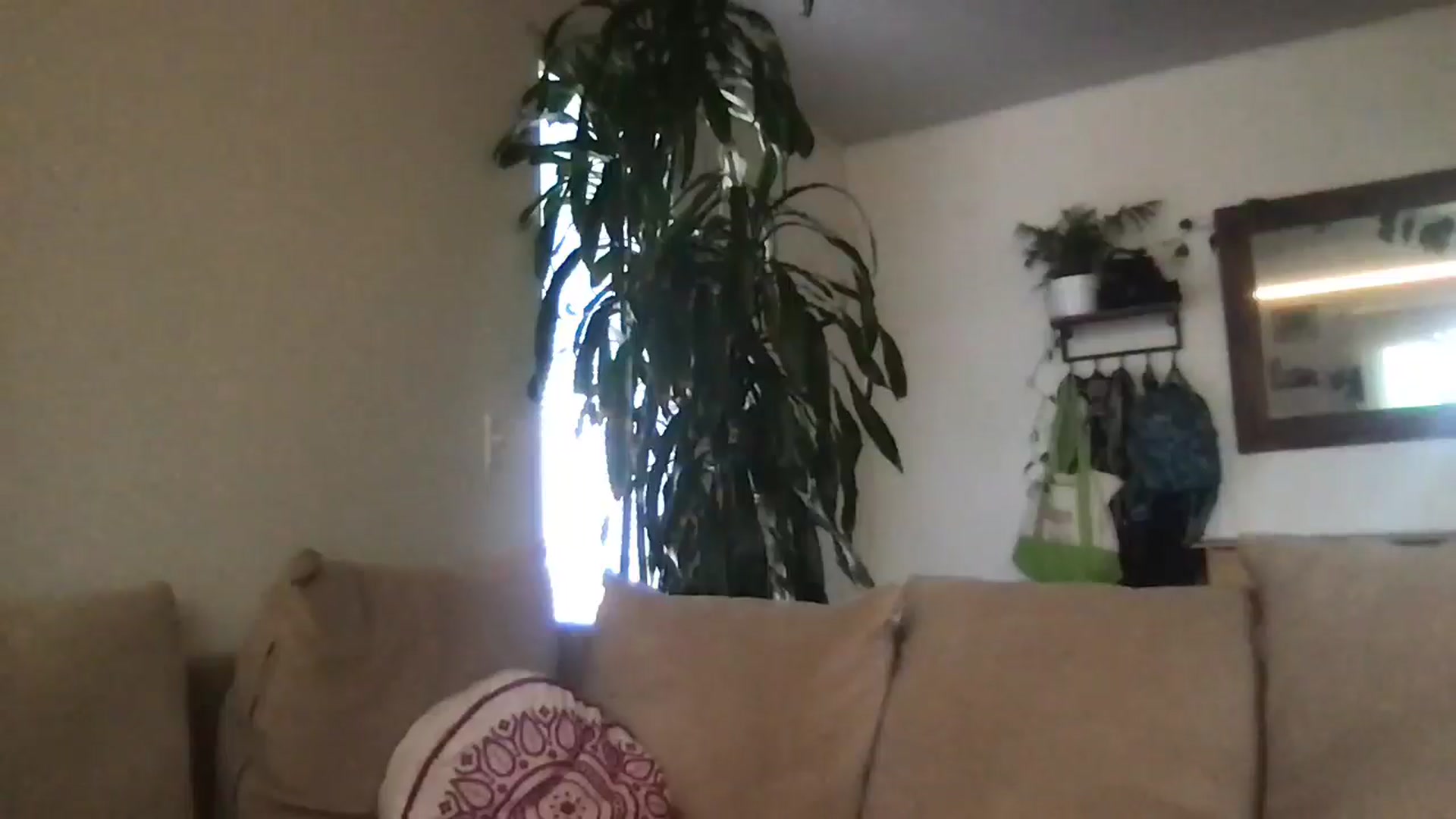 Gallery image thumbnail from pineappsauce's myfreecams stream on, 04/25/2025, 21:44 image 13 of 20