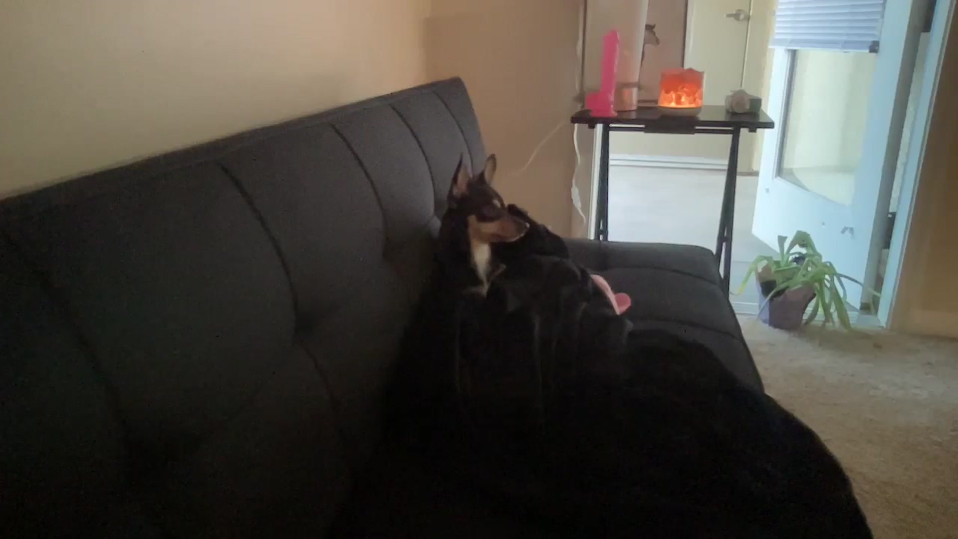 Gallery image thumbnail from pinkittyplay's myfreecams stream on, 05/23/2024, 12:47 image 5 of 20