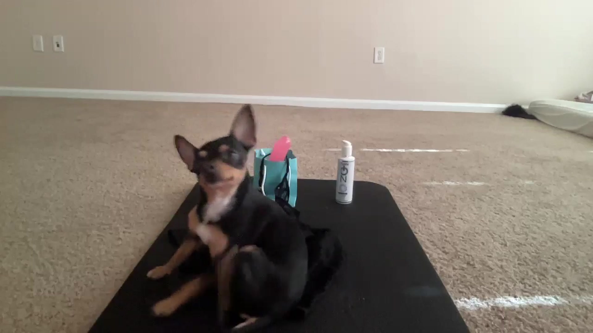 Gallery image thumbnail from pinkittyplay's myfreecams stream on, 05/28/2024, 15:10 image 7 of 20