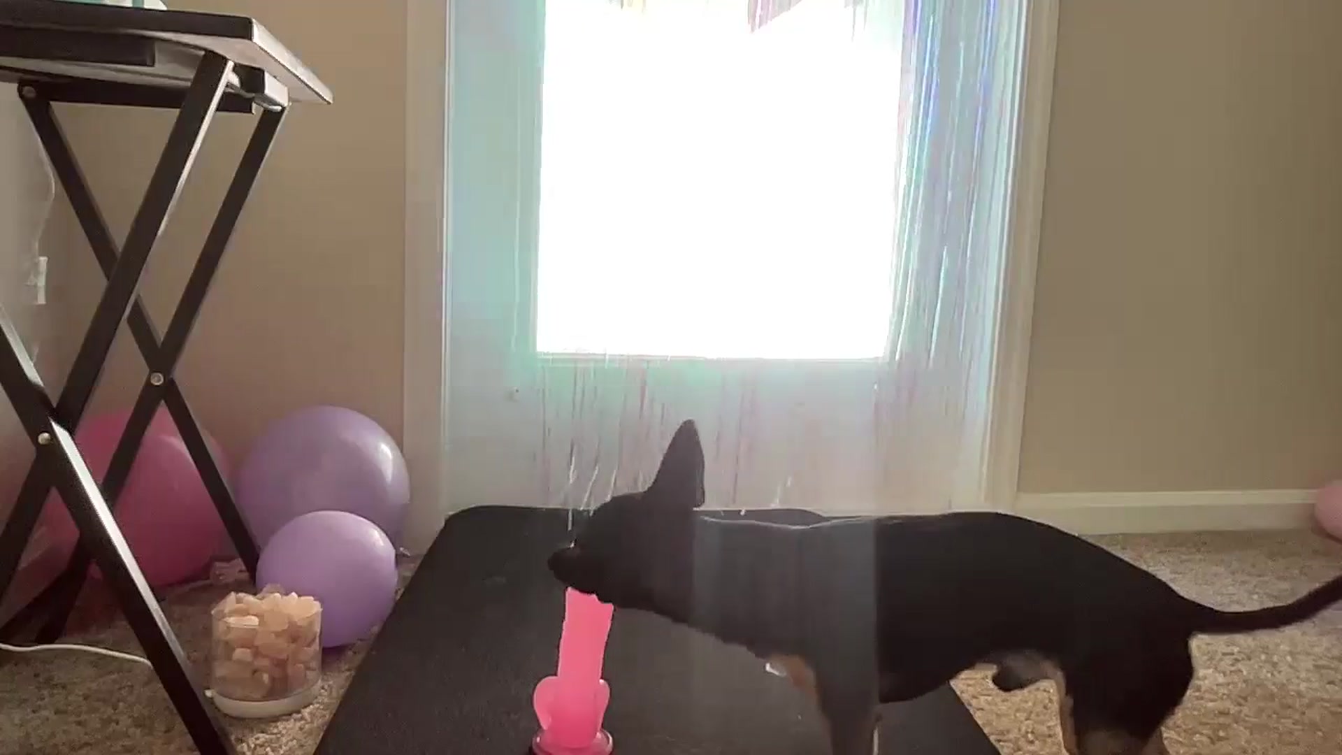 Gallery image thumbnail from pinkittyplay's myfreecams stream on, 07/06/2024, 14:48 image 14 of 20