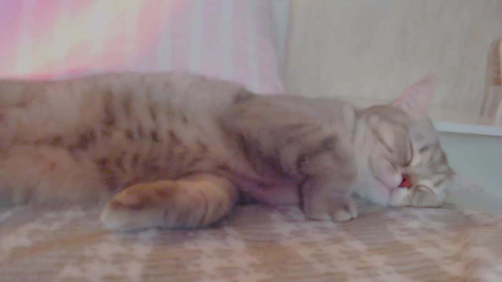 Gallery image thumbnail from pretty_maya_'s myfreecams stream on, 05/02/2023, 15:37 image 16 of 20