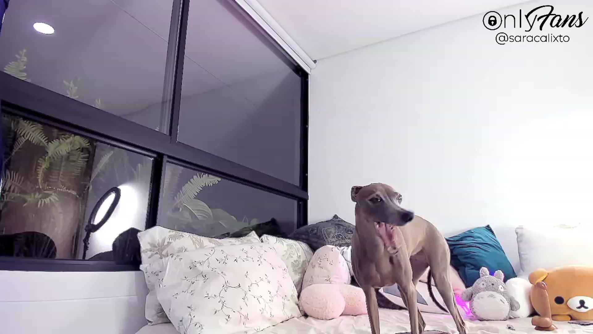 Gallery image thumbnail from saracalixtocr's myfreecams stream on, 07/20/2023, 03:31 image 15 of 20