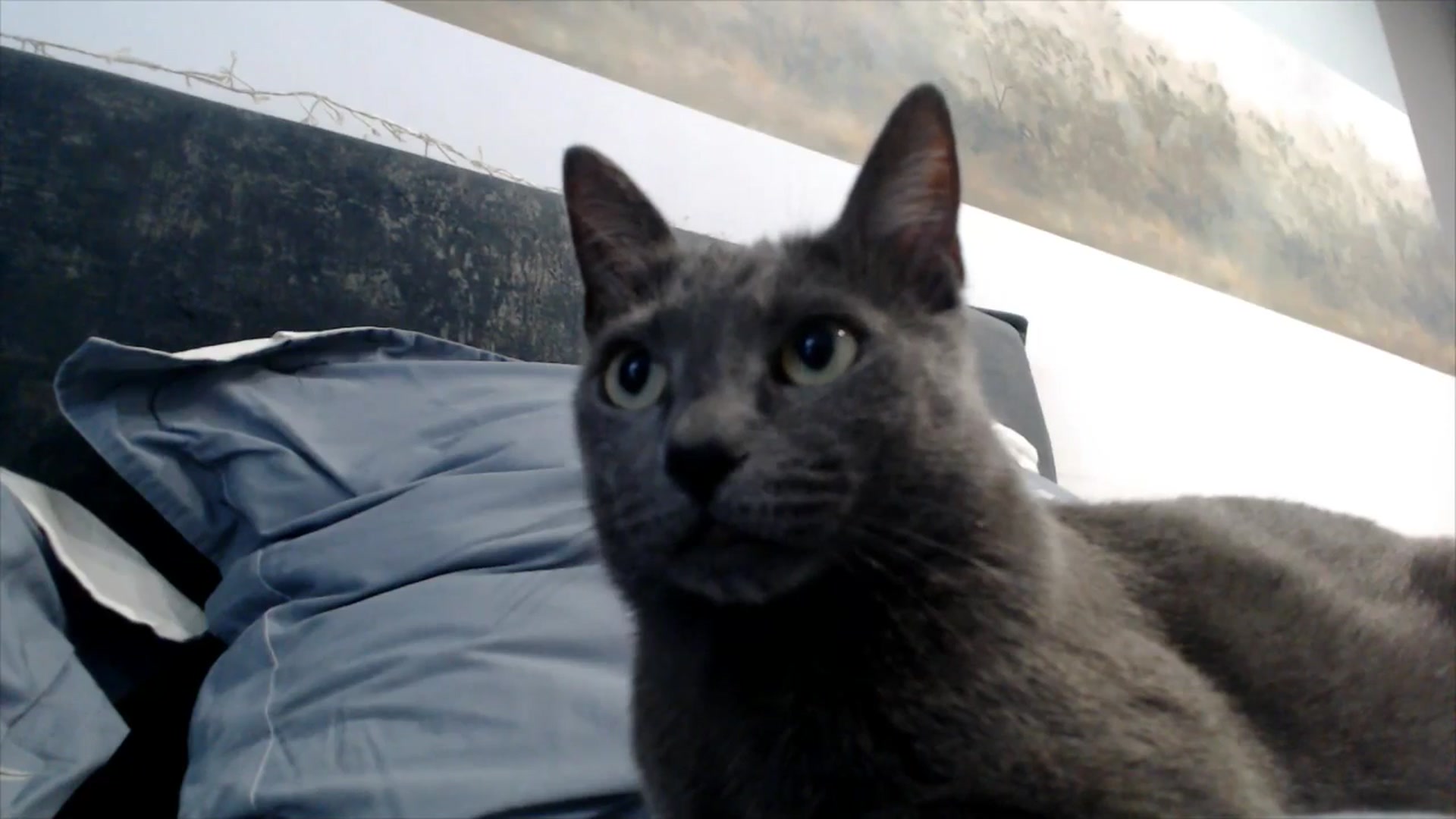 Gallery image thumbnail from semisweet's myfreecams stream on, 05/28/2025, 03:54 image 14 of 20