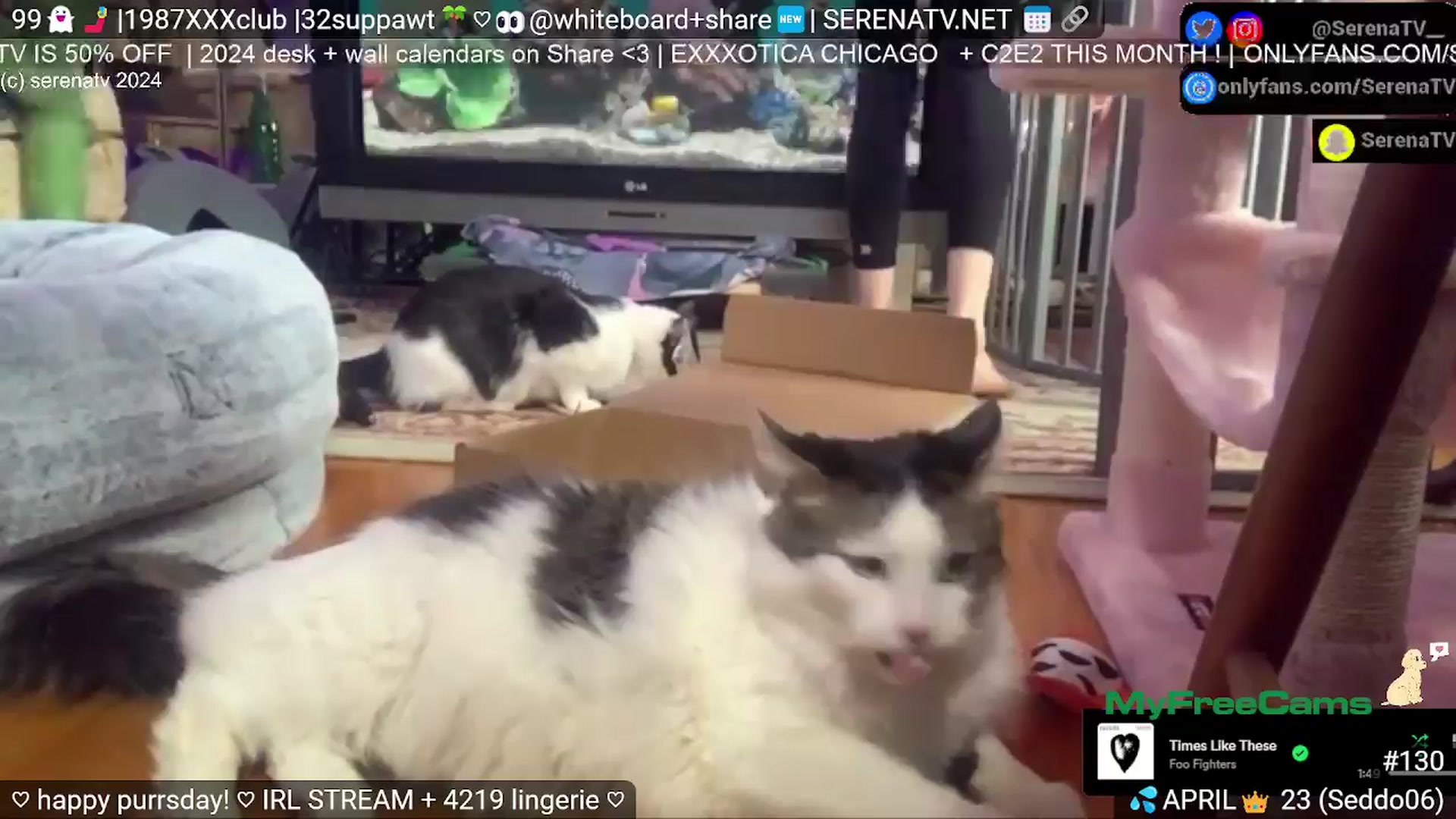 Gallery image thumbnail from serenatv's myfreecams stream on, 04/11/2024, 20:32 image 18 of 20