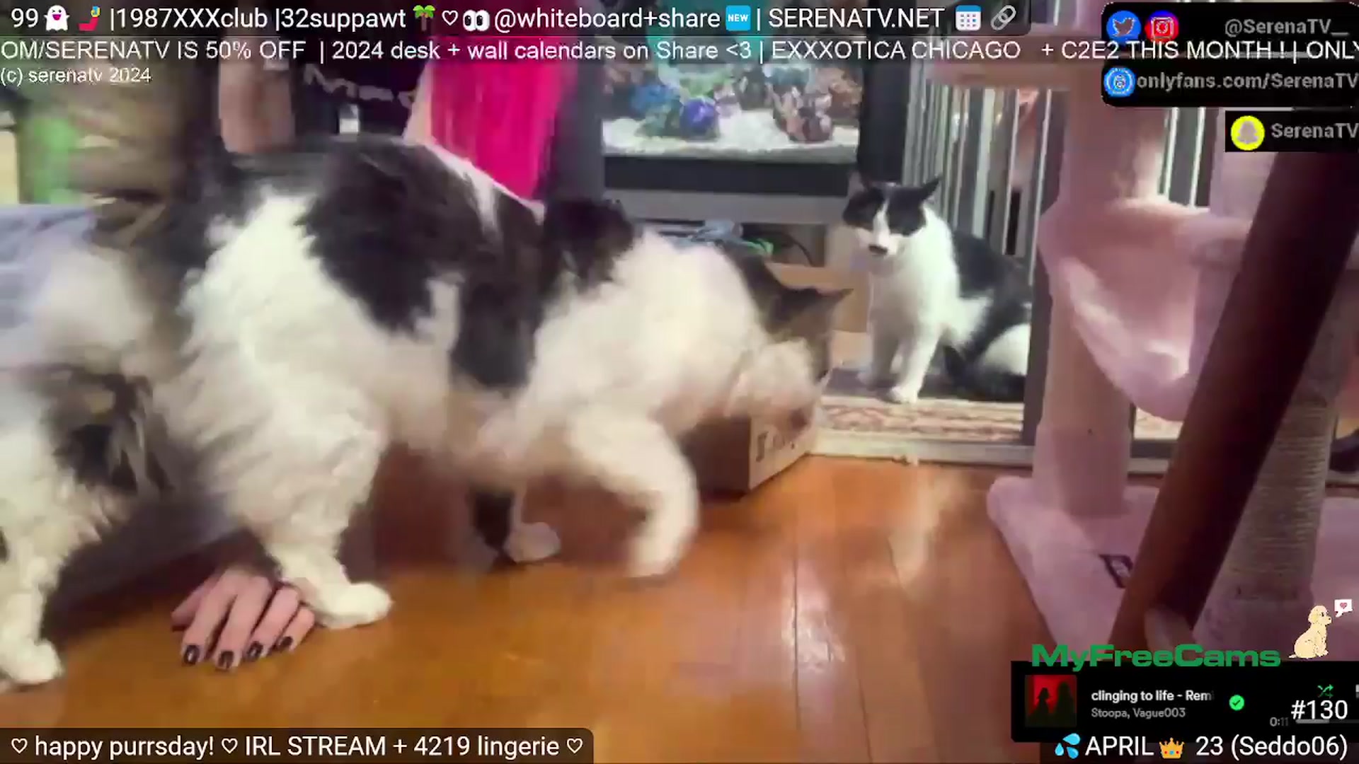 Gallery image thumbnail from serenatv's myfreecams stream on, 04/11/2024, 20:32 image 19 of 20