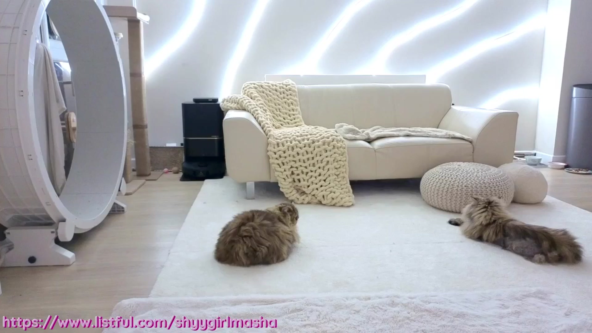 Gallery image thumbnail from shyygirlmasha's myfreecams stream on, 01/03/2026, 03:39 image 1 of 20