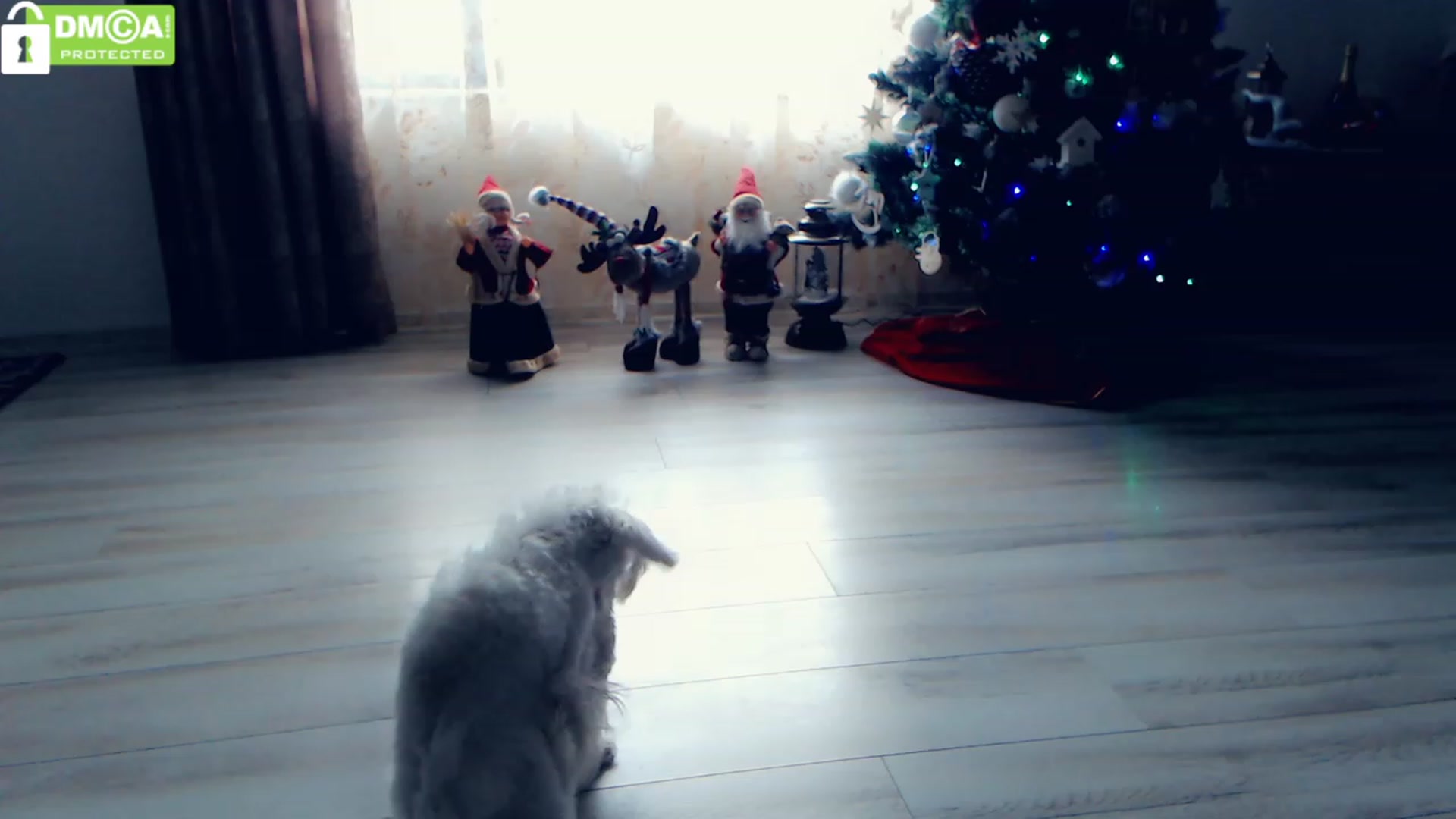 Gallery image thumbnail from silverjewel's myfreecams stream on, 12/26/2022, 11:06 image 17 of 20