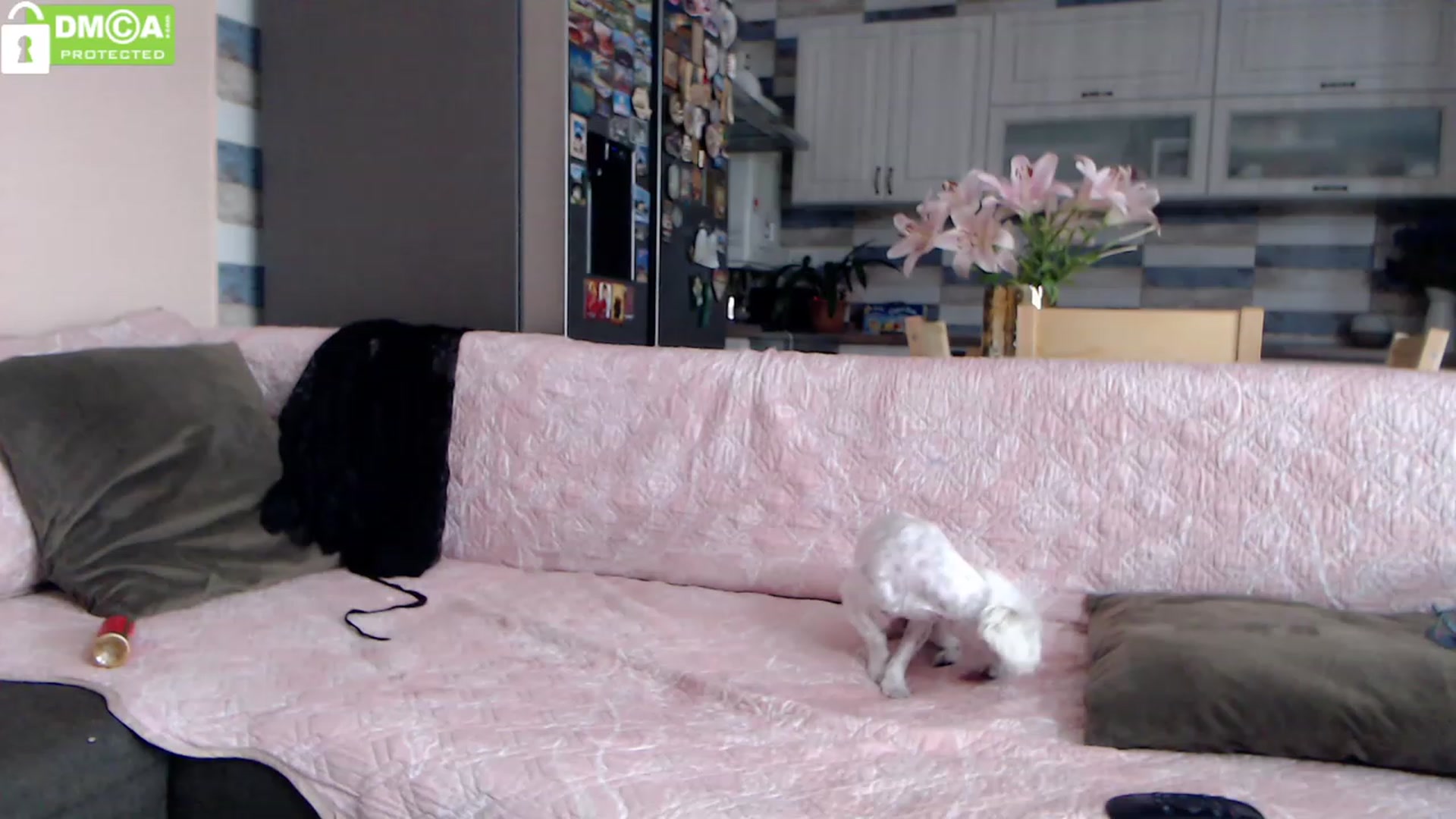 Gallery image thumbnail from silverjewel's myfreecams stream on, 09/16/2023, 12:21 image 1 of 20