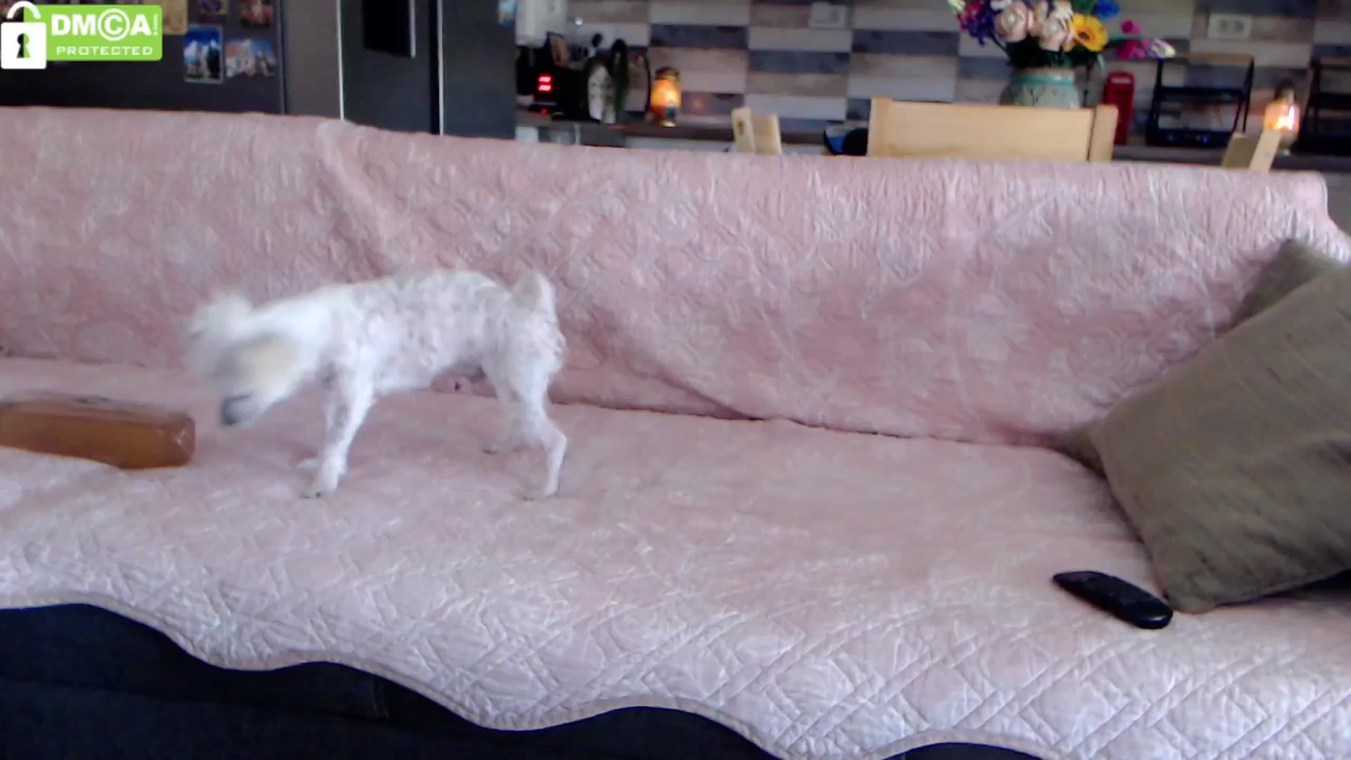 Gallery image thumbnail from silverjewel's myfreecams stream on, 08/20/2024, 10:45 image 1 of 20