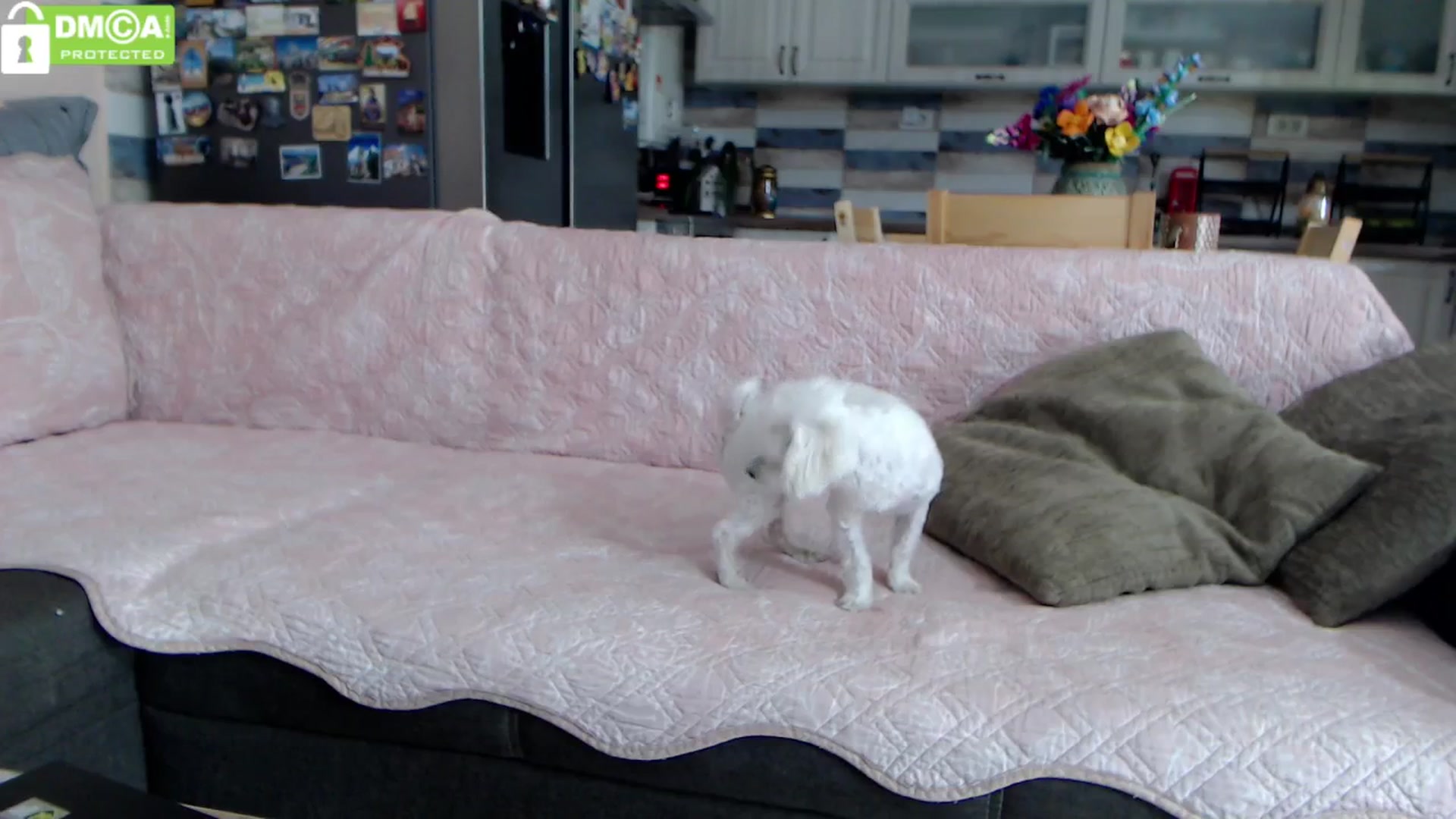 Gallery image thumbnail from silverjewel's myfreecams stream on, 09/02/2024, 10:17 image 13 of 20
