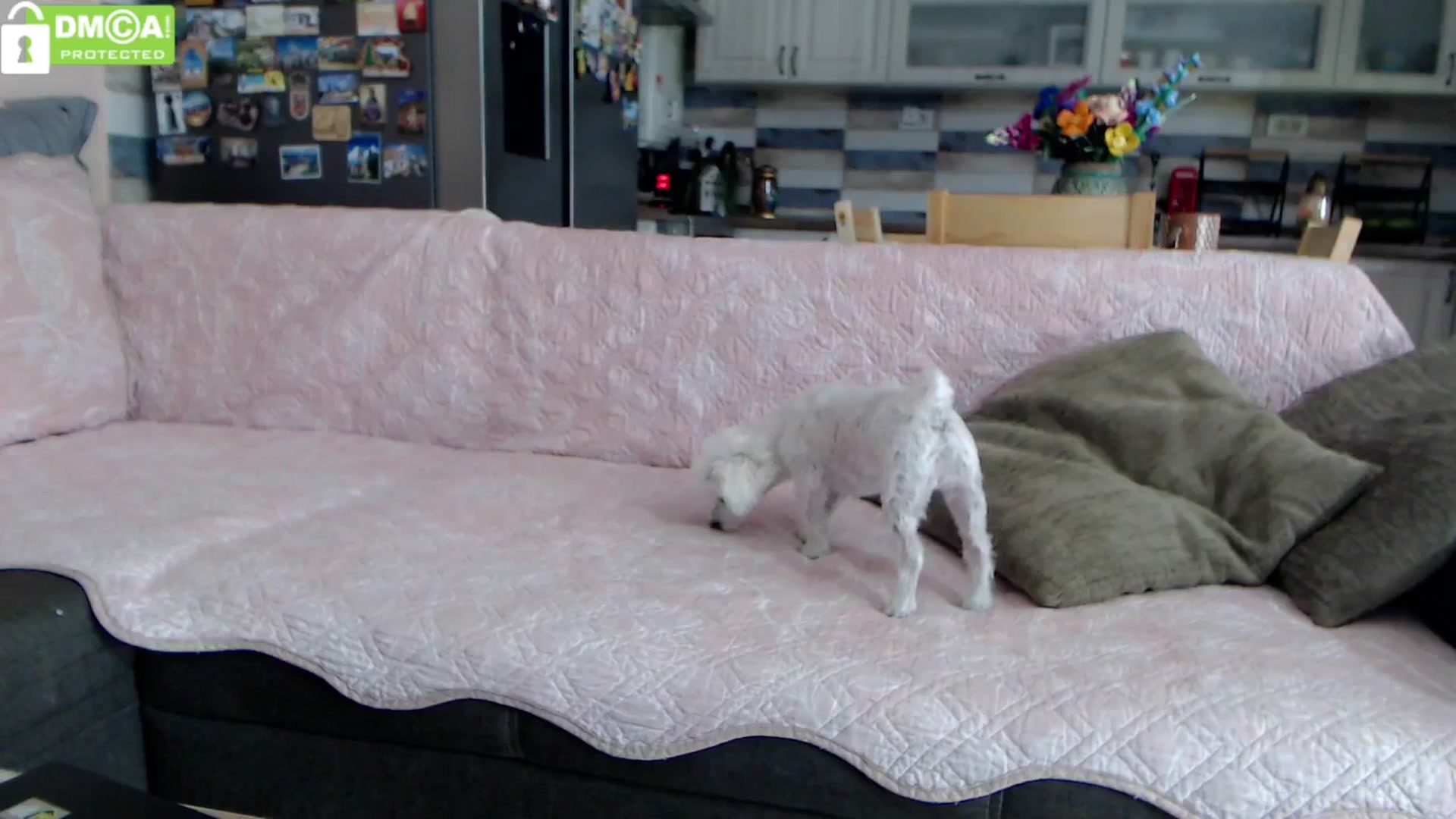Gallery image thumbnail from silverjewel's myfreecams stream on, 09/02/2024, 10:17 image 14 of 20