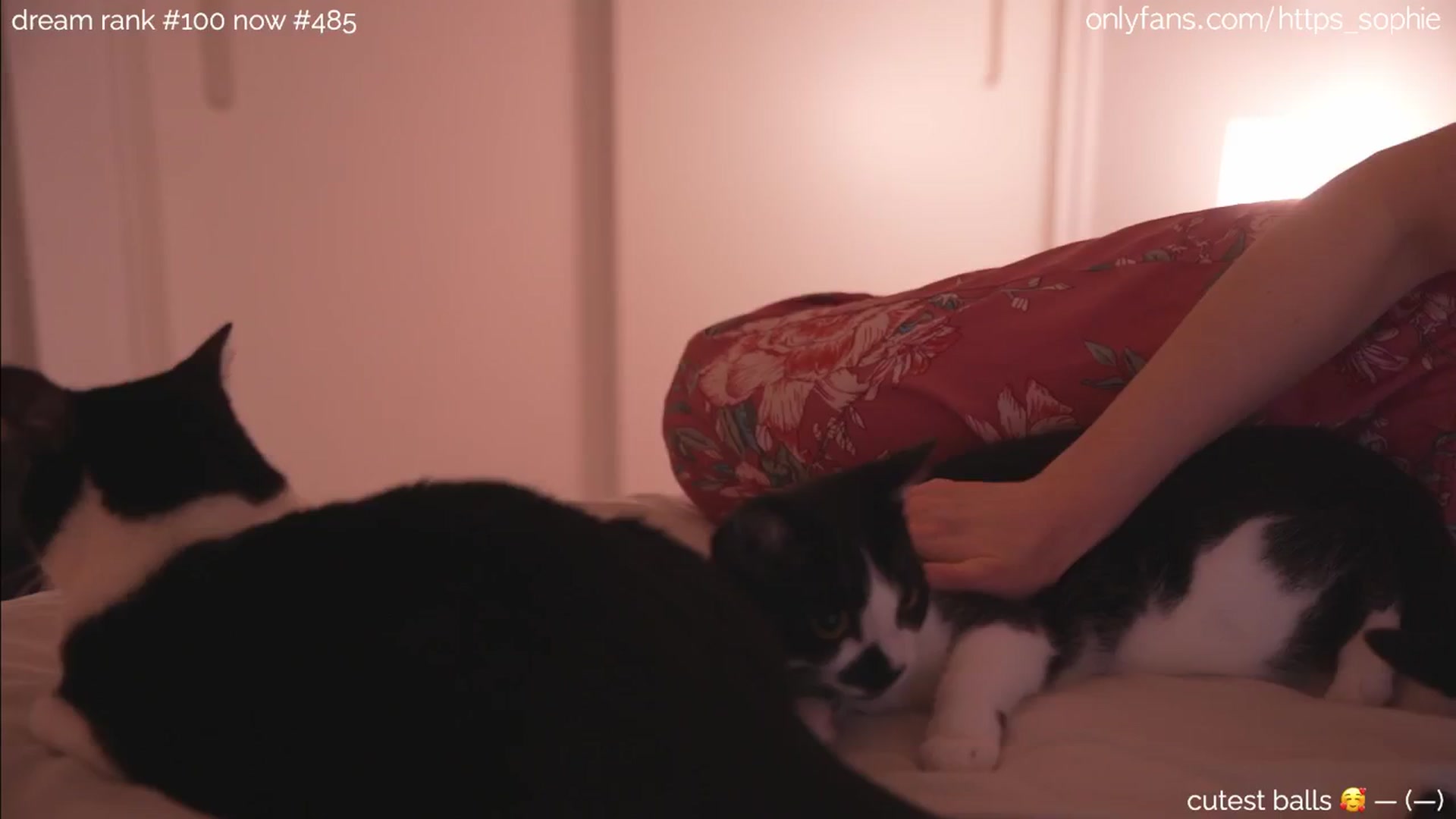 Gallery image thumbnail from sleepwanker's myfreecams stream on, 06/26/2024, 24:05 image 2 of 20