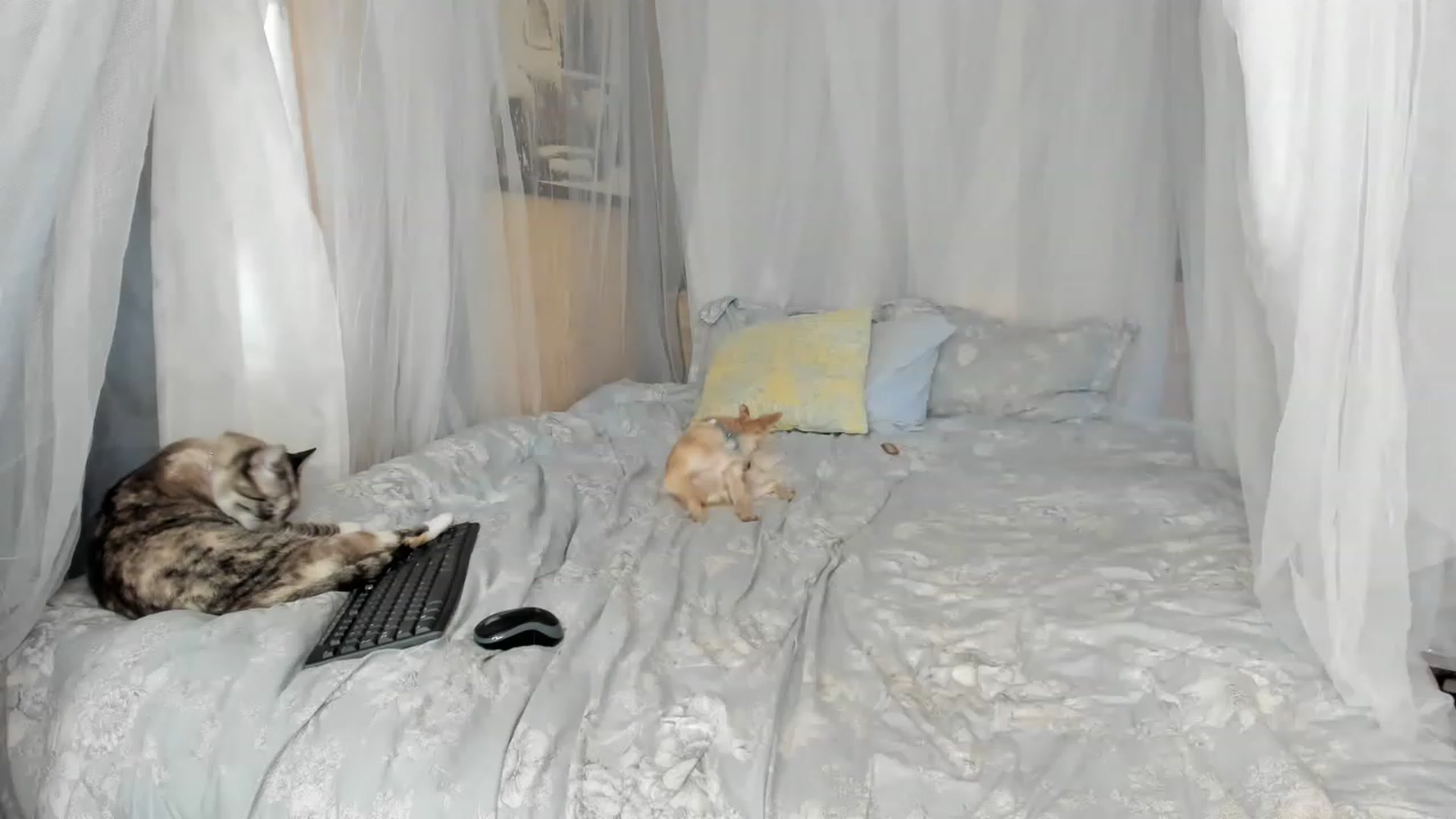 Gallery image thumbnail from summer4413's myfreecams stream on, 12/22/2022, 19:04 image 8 of 20