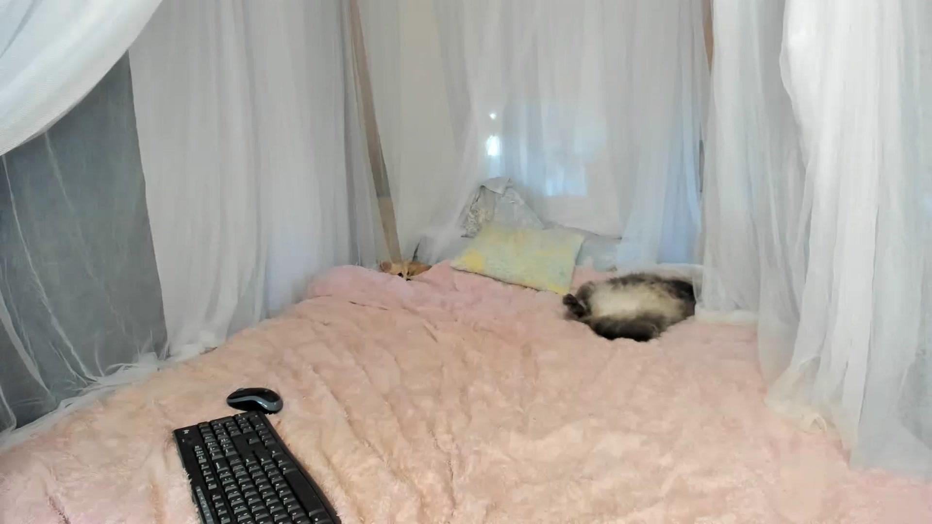 Gallery image thumbnail from summer4413's myfreecams stream on, 02/04/2023, 18:54 image 9 of 20