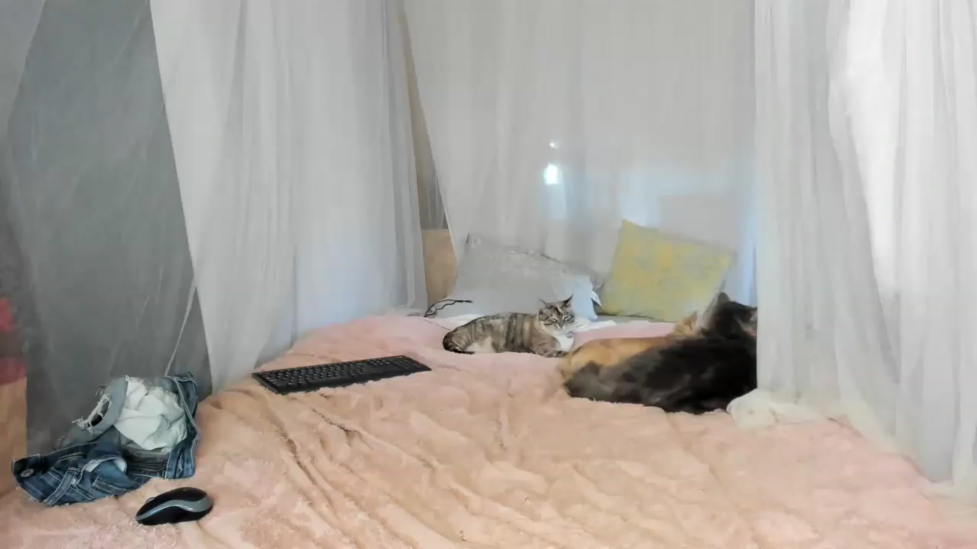 Gallery image thumbnail from summer4413's myfreecams stream on, 03/09/2023, 15:29 image 11 of 20