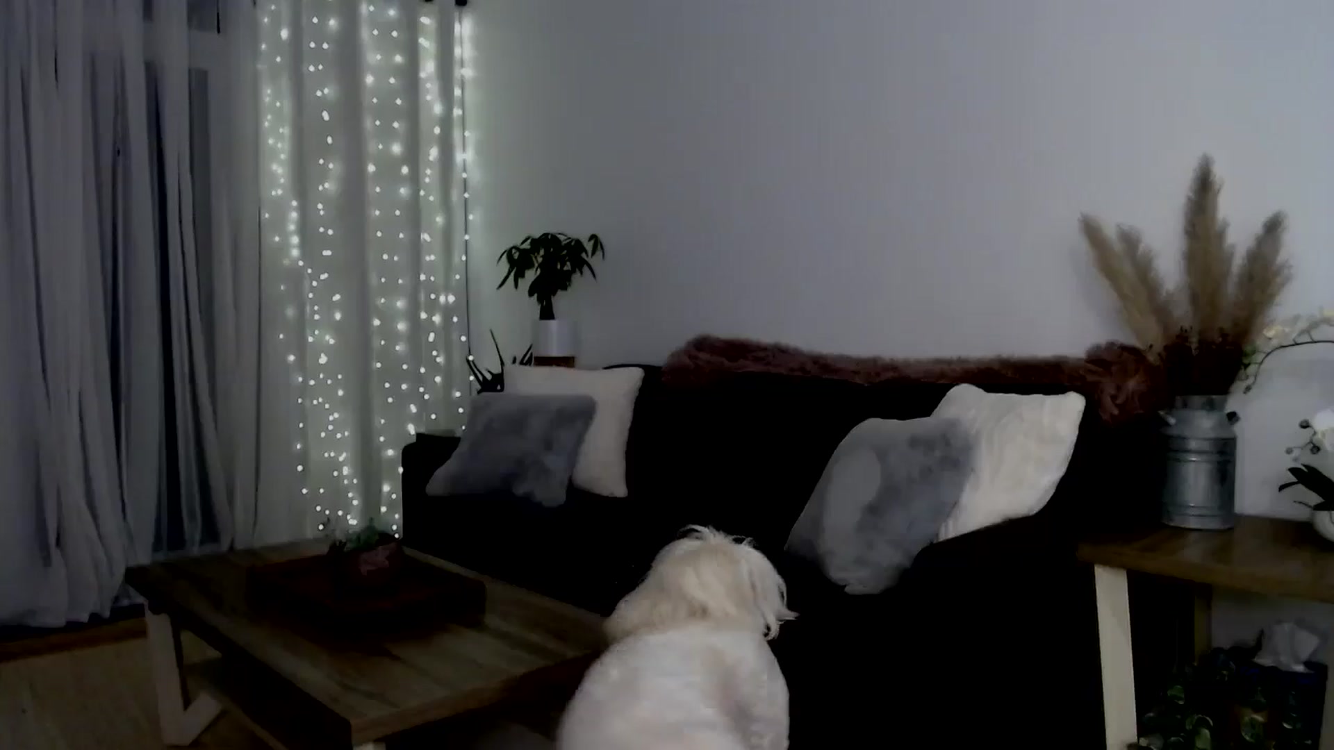 Gallery image thumbnail from sweet__daisy's myfreecams stream on, 06/29/2024, 09:02 image 5 of 20