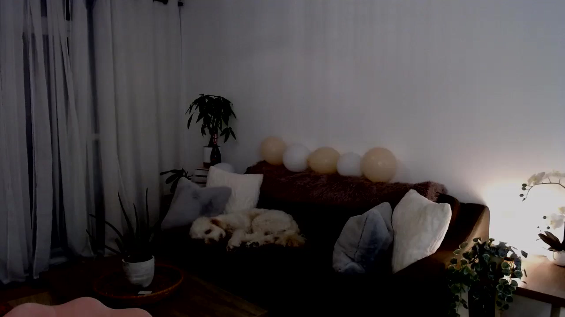 Gallery image thumbnail from sweet__daisy's myfreecams stream on, 09/22/2024, 07:38 image 19 of 20