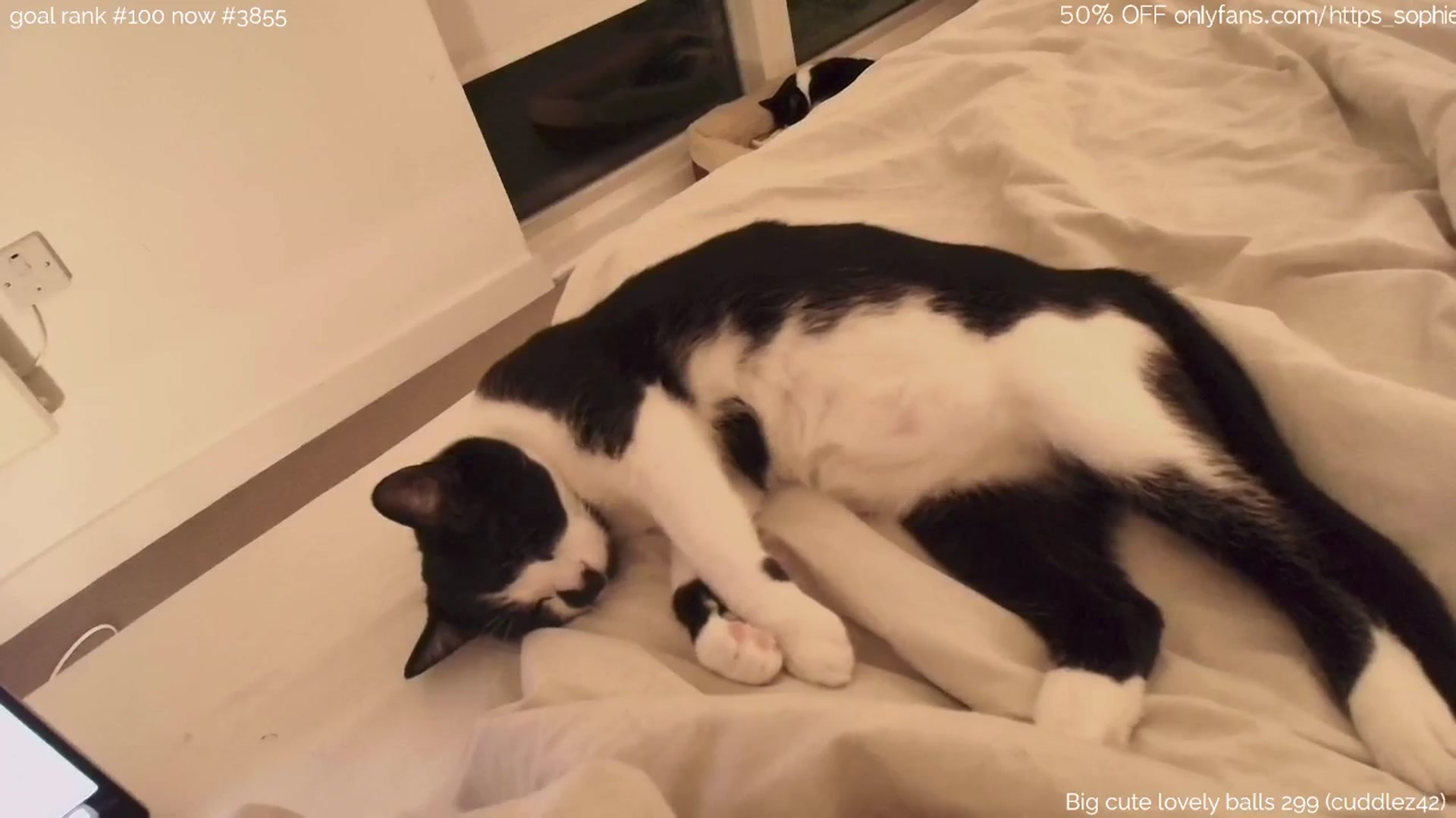 Gallery image thumbnail from tokencunt's myfreecams stream on, 04/11/2025, 24:08 image 9 of 20