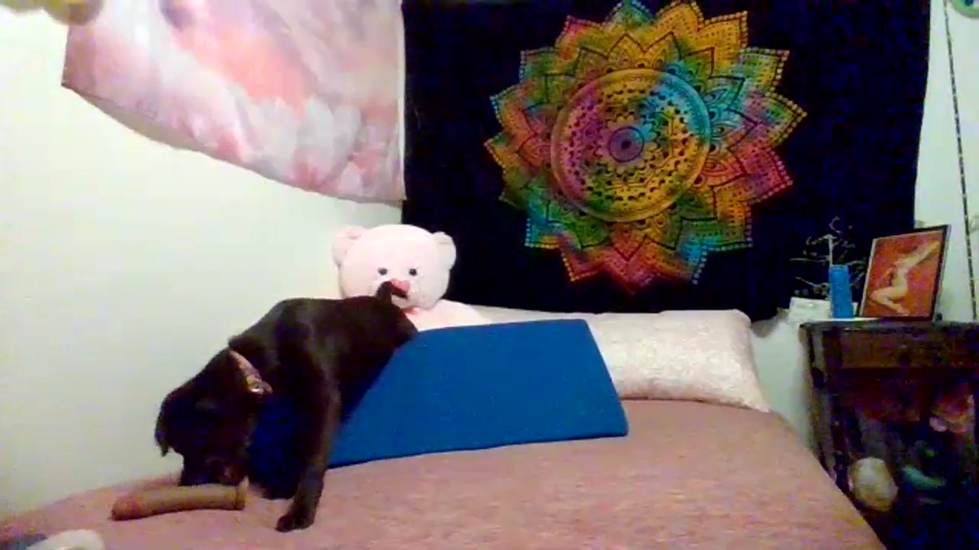 Gallery image thumbnail from wildnnout's myfreecams stream on, 07/05/2023, 15:39 image 19 of 20