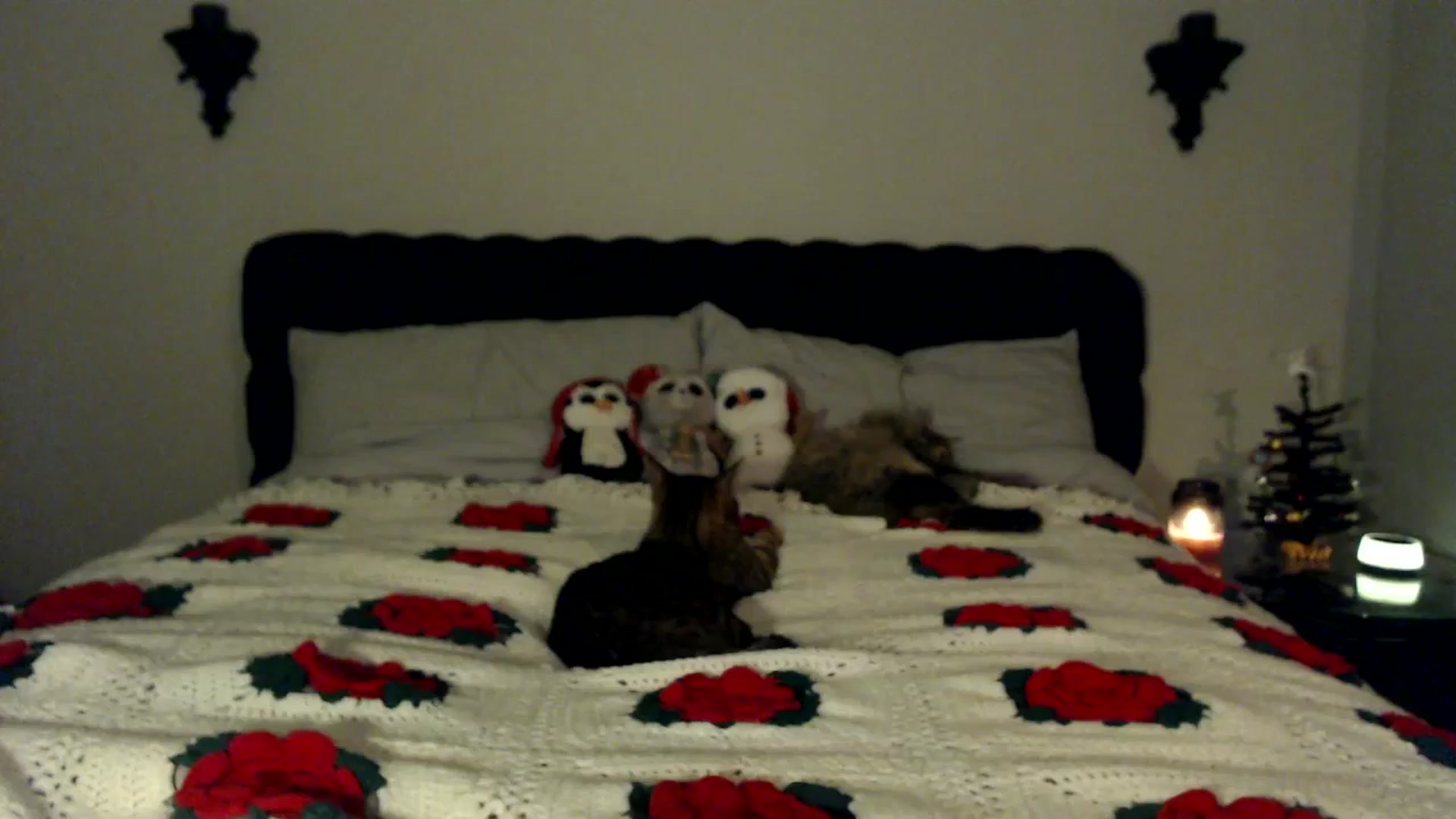 Gallery image thumbnail from xRosePetalsx's myfreecams stream on, 12/21/2023, 07:09 image 20 of 20