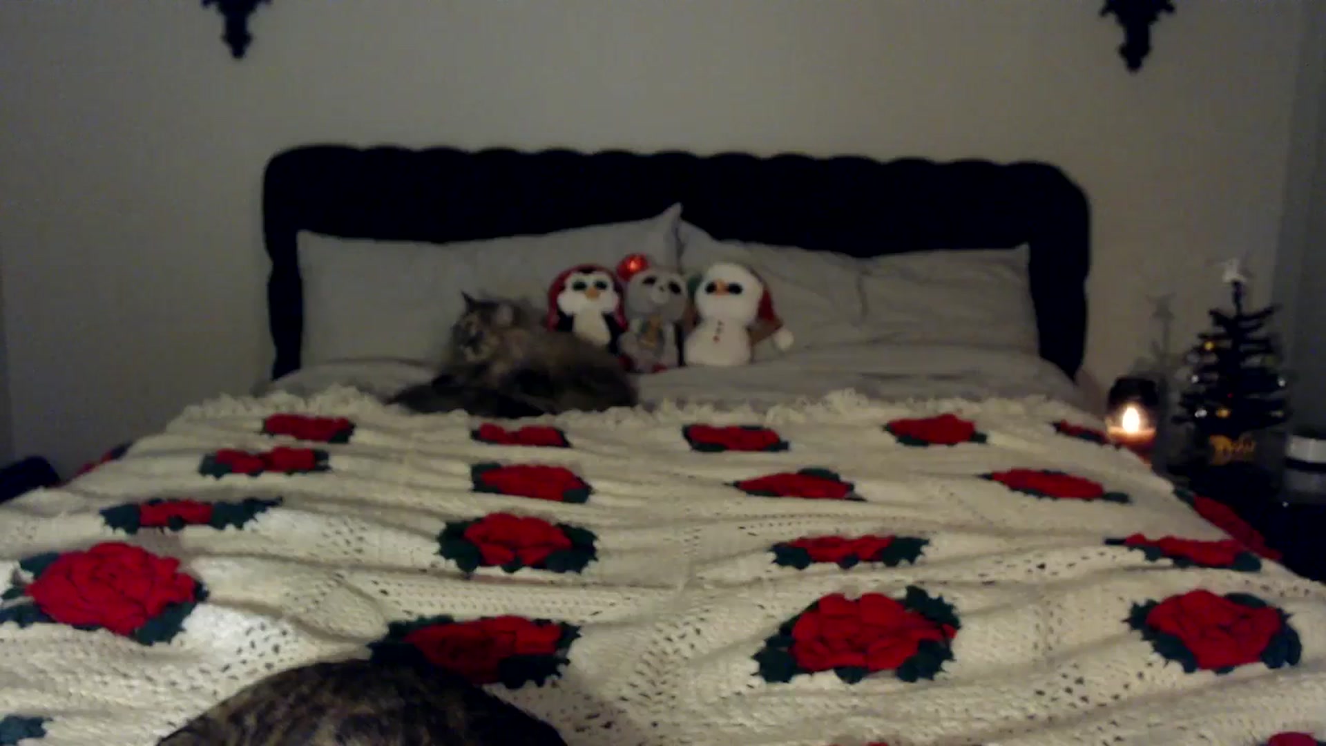 Gallery image thumbnail from xRosePetalsx's myfreecams stream on, 12/21/2023, 13:12 image 11 of 20