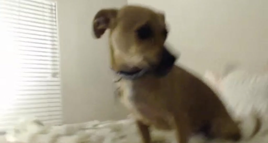 Tiny_Vixen video thumbnail