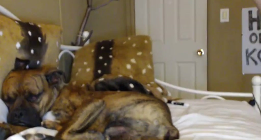 DaisyDestin video thumbnail