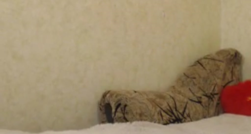 bella_bunny_ video thumbnail