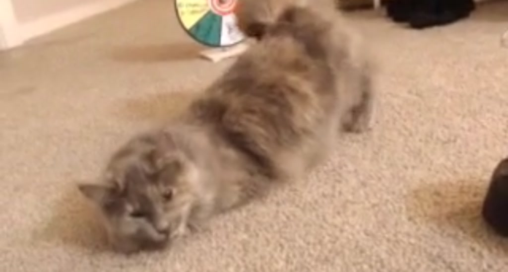 BOO_BEAR_24 video thumbnail